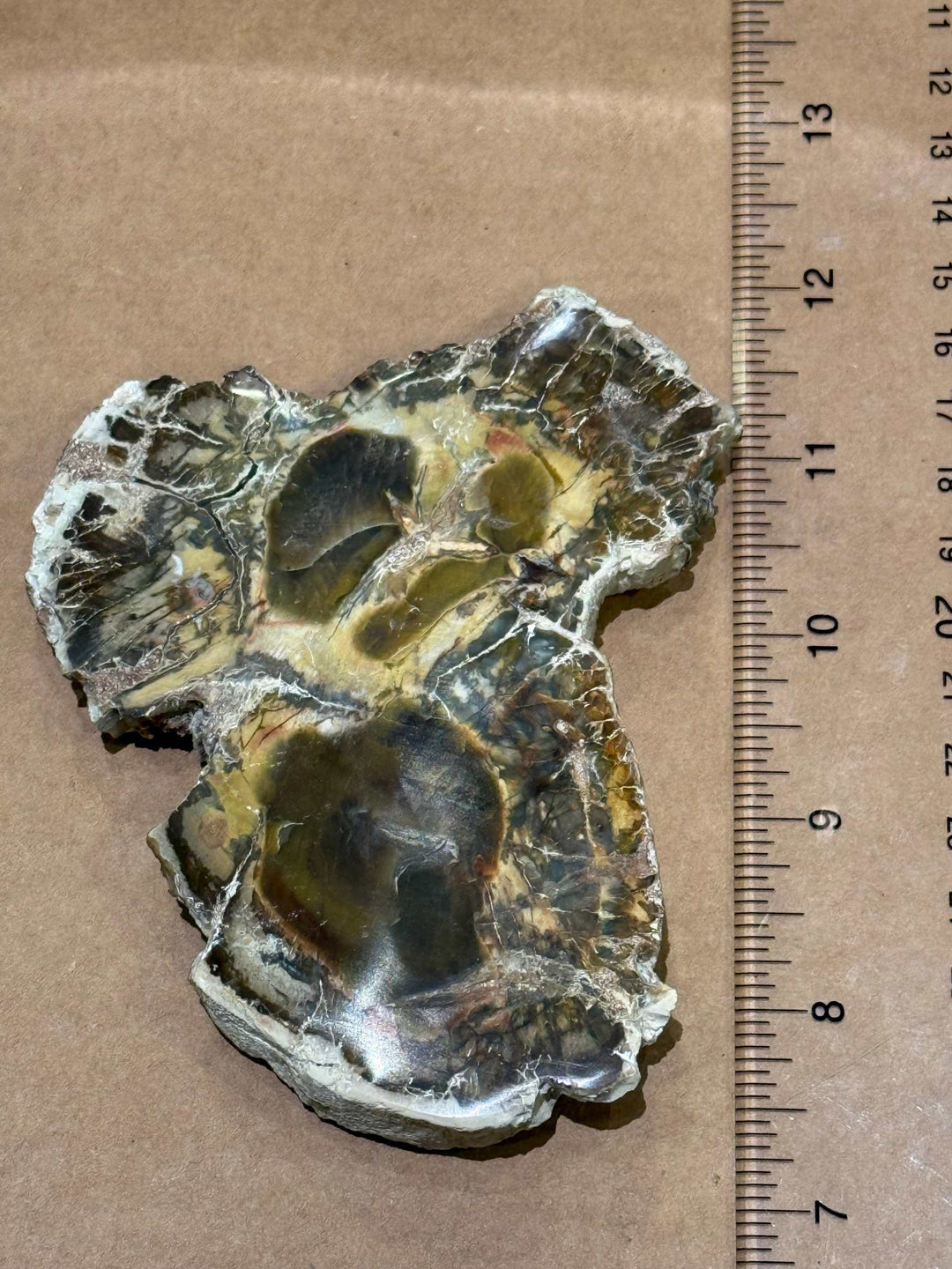 Petrified Wood Slice by Weight