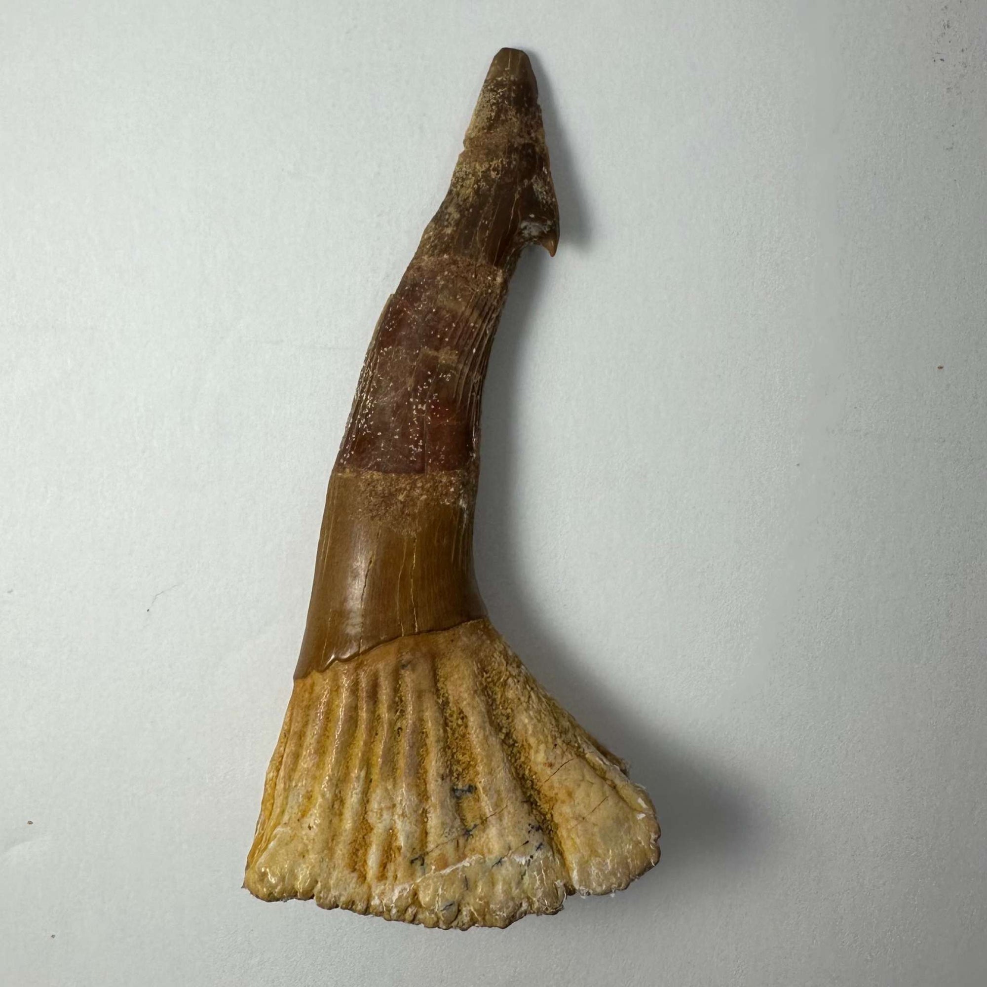 Onchopristis Barb/Tooth (LG) from Morocco