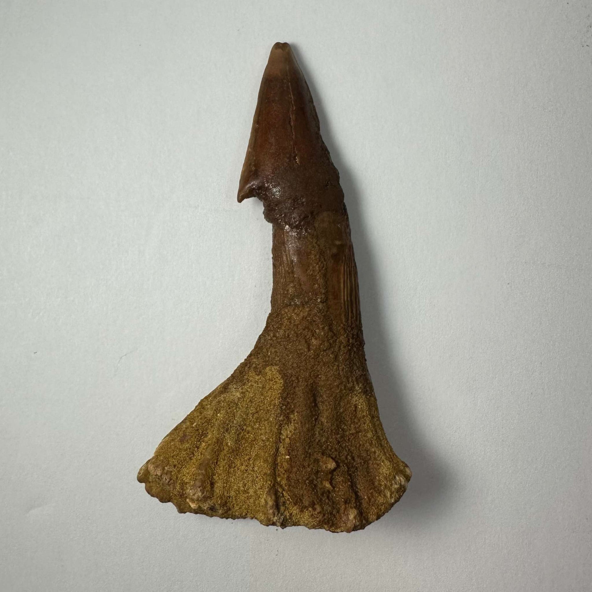 Onchopristis Barb/Tooth (LG) from Morocco