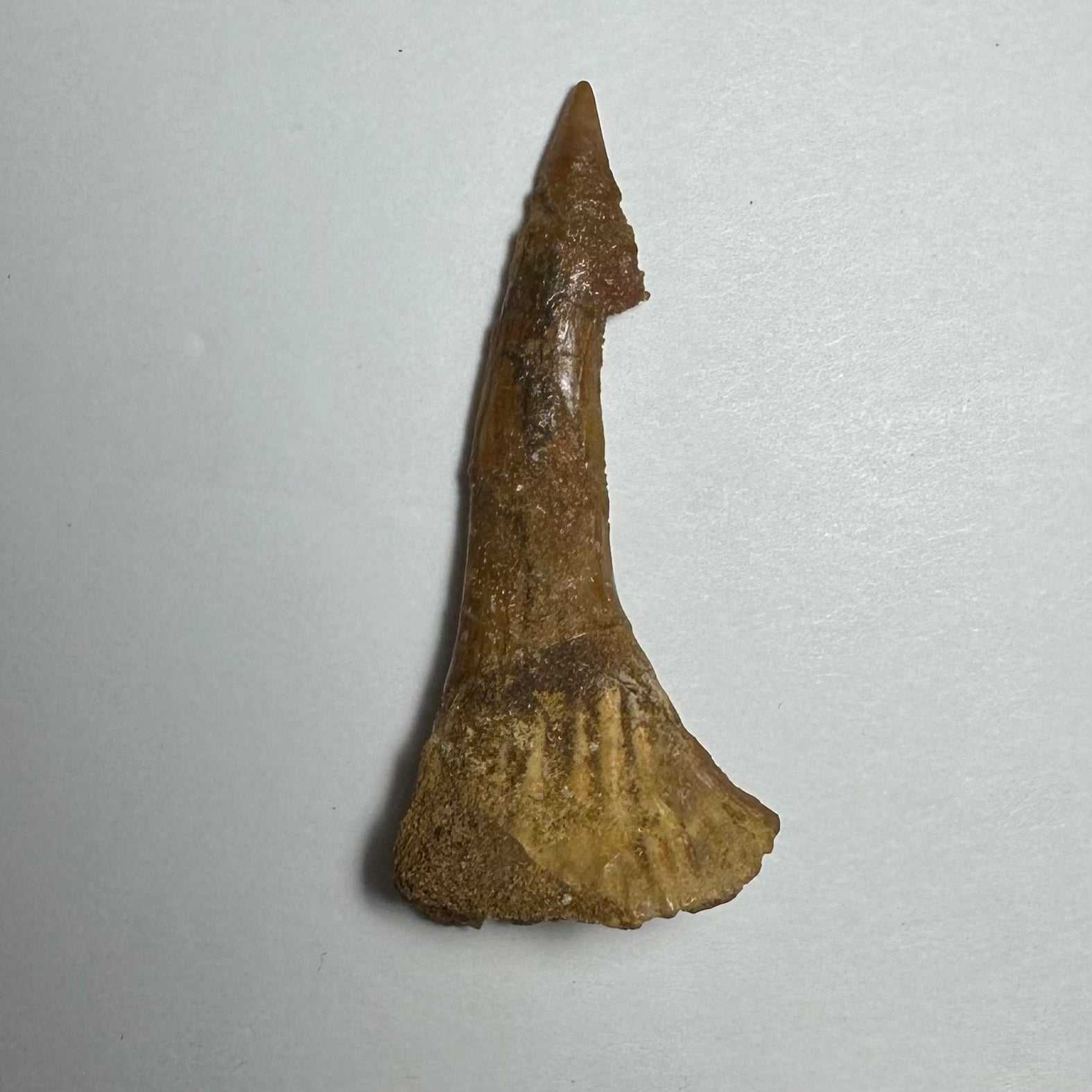 Onchopristis Barb/Tooth (MD)