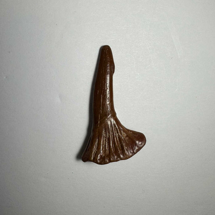 Onchopristis Barb/Tooth (SM) from Morocco