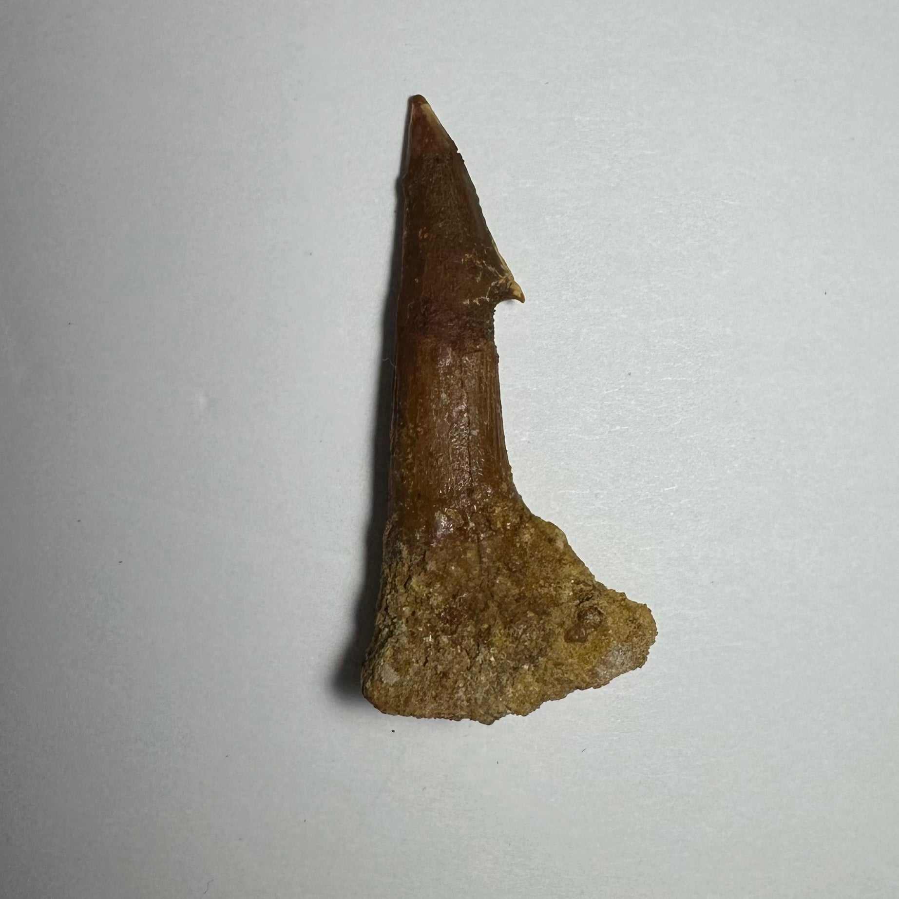 Onchopristis Barb/Tooth (MD)