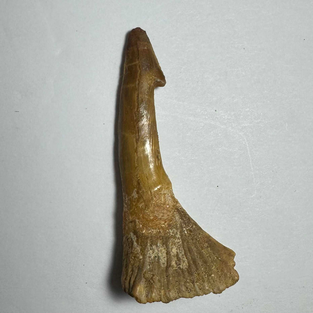 Onchopristis Barb/Tooth (MD)