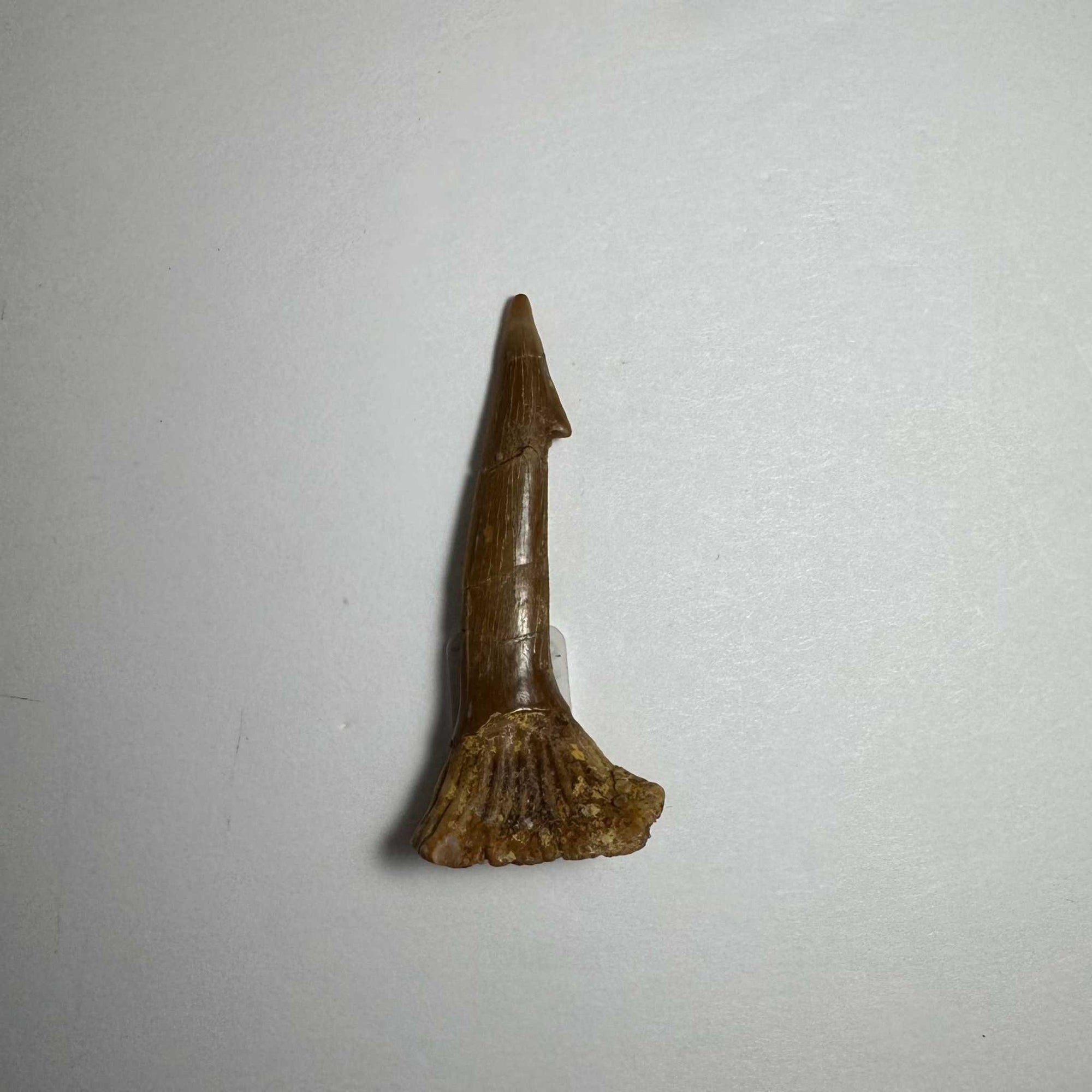 Onchopristis Barb/Tooth (SM) from Morocco