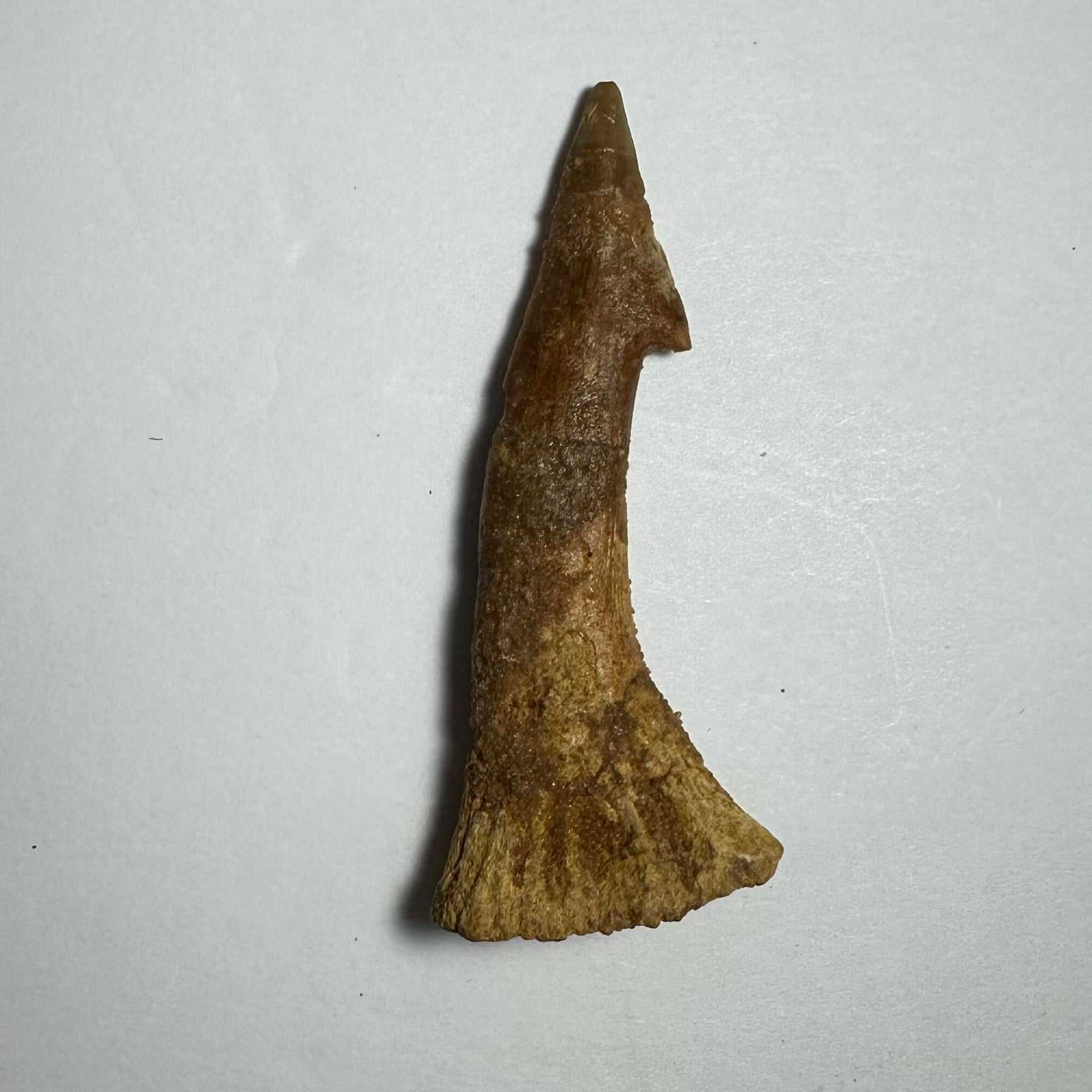 Onchopristis Barb/Tooth (MD)