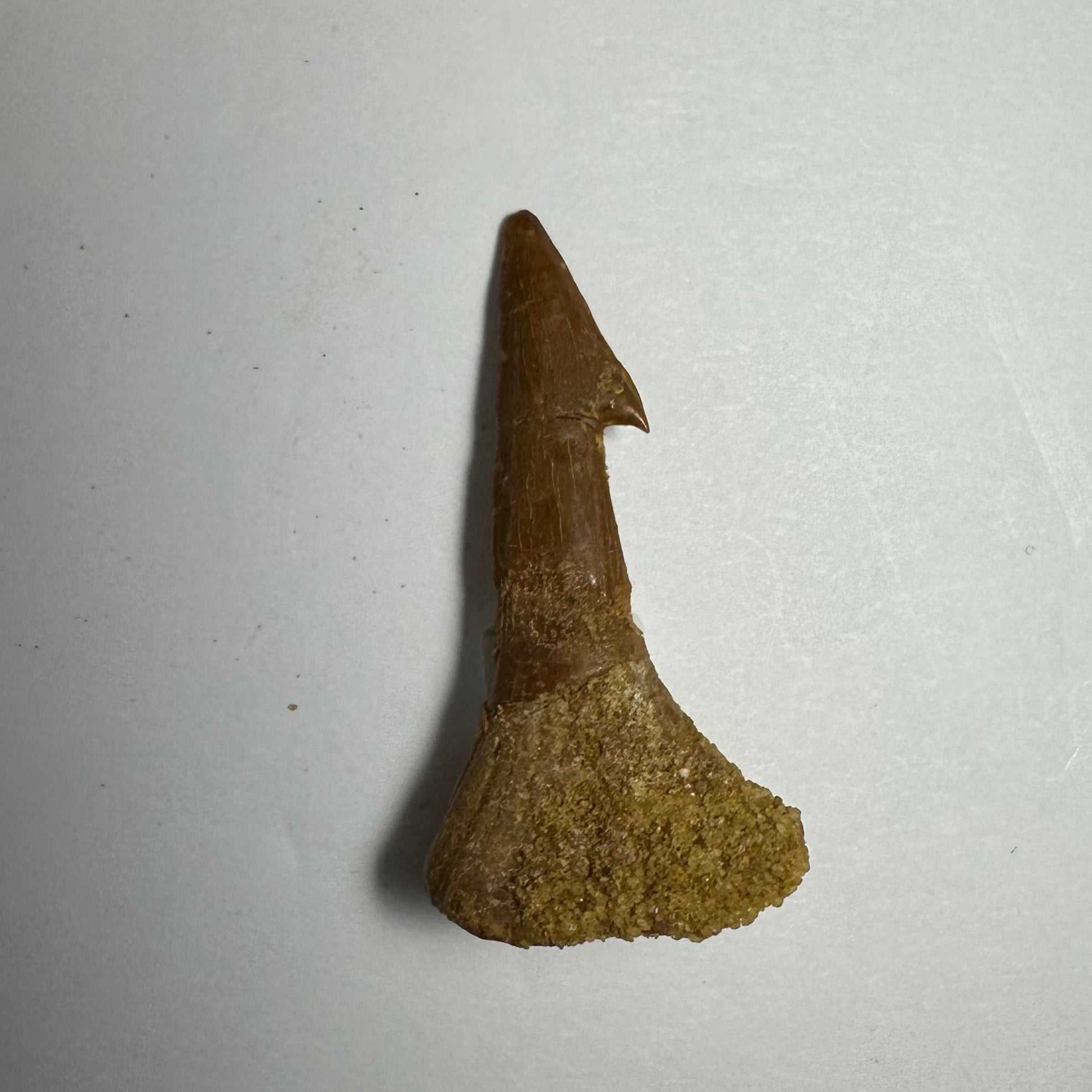 Onchopristis Barb/Tooth (SM) from Morocco