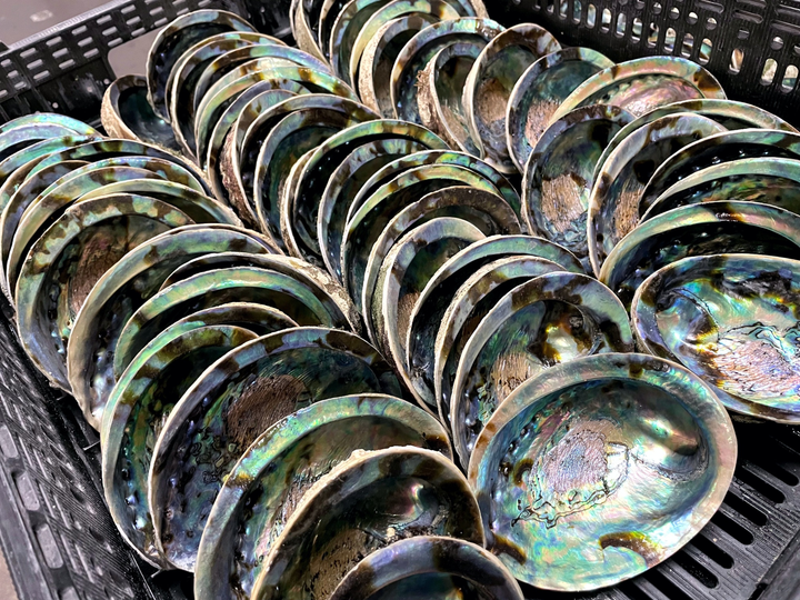 New Zealand Abalone Shells Incense Sage Burner