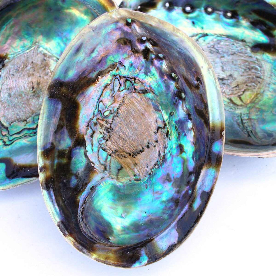 Pāua New Zealand Abalone Seashell 5-6.5"