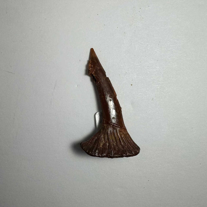 Onchopristis Barb/Tooth (SM) from Morocco