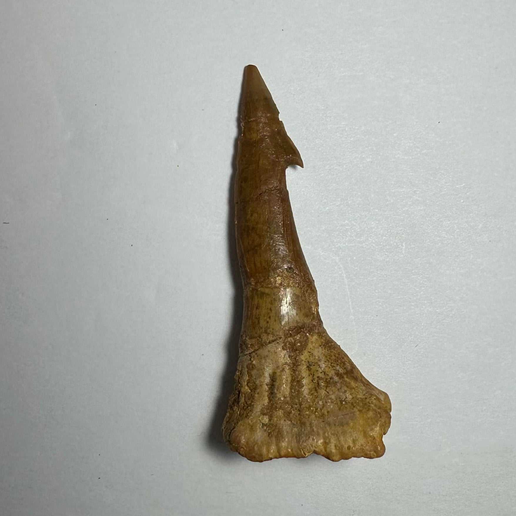 Onchopristis Barb/Tooth (MD)