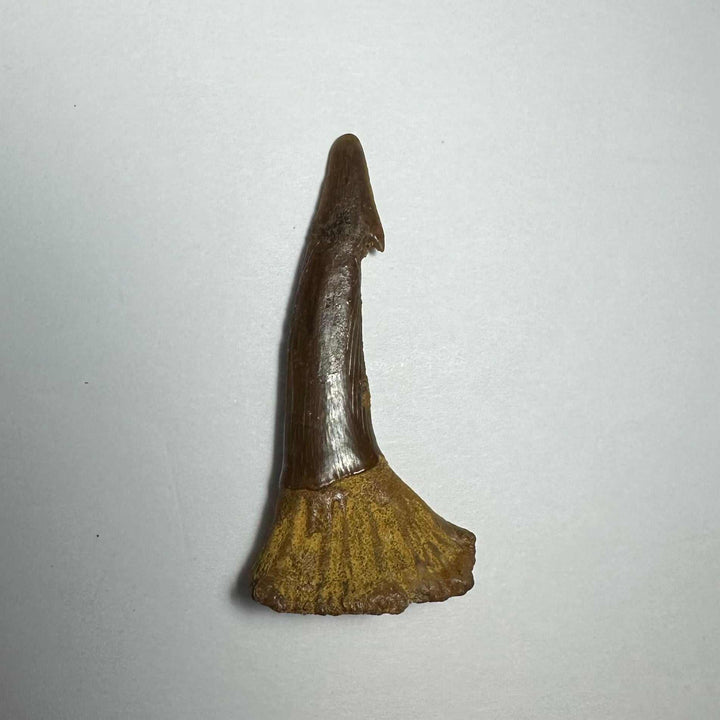Onchopristis Barb/Tooth (MD)