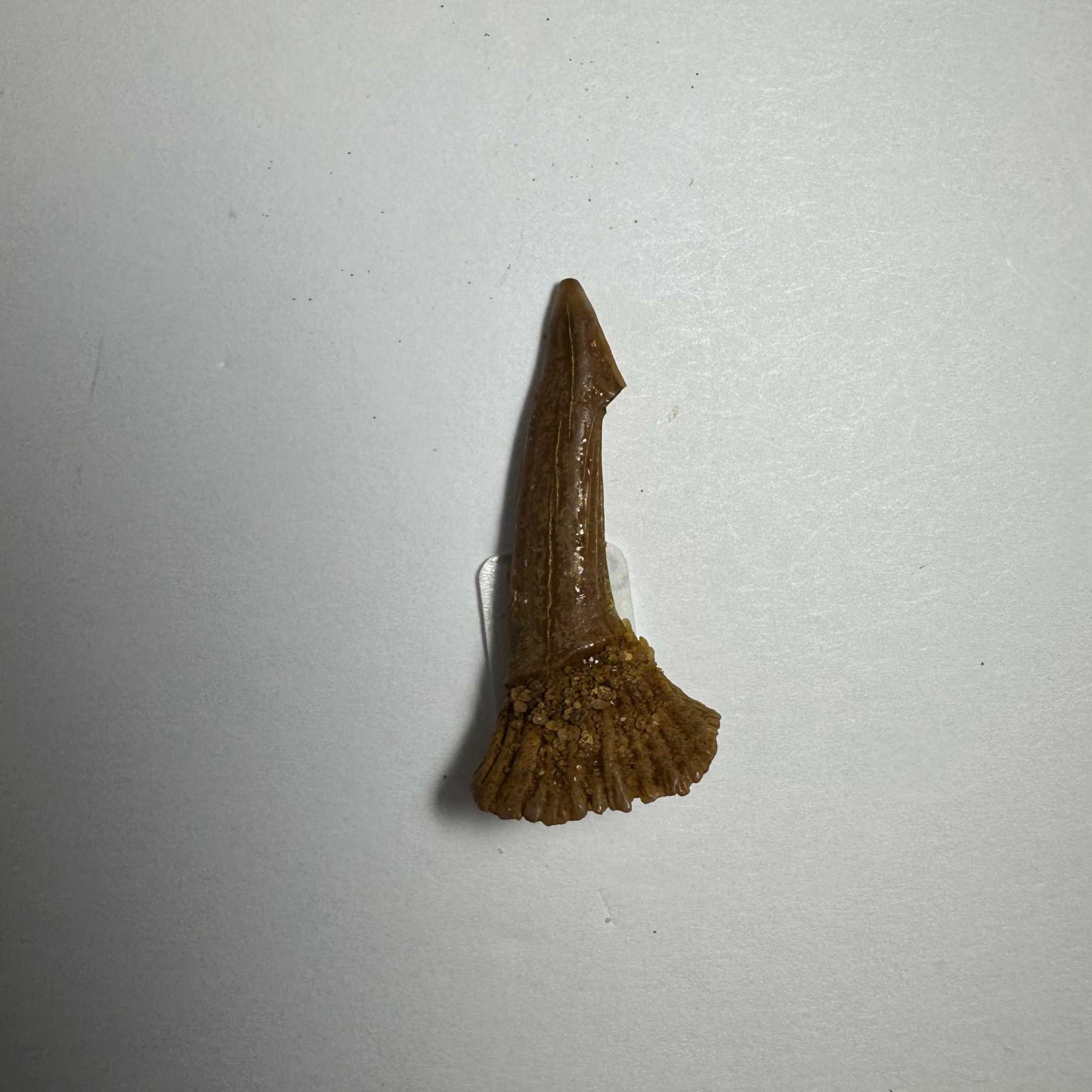 Onchopristis Barb/Tooth (SM) from Morocco