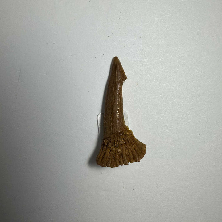 Onchopristis Barb/Tooth (SM) from Morocco