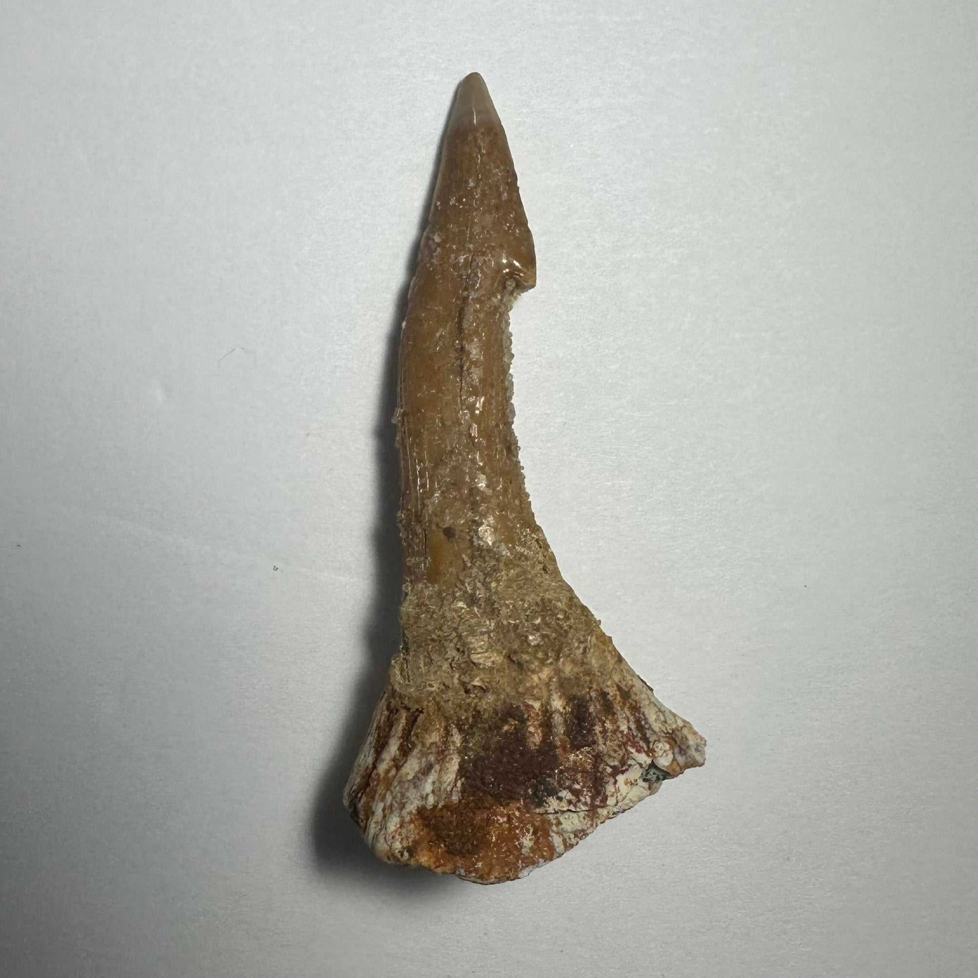 Onchopristis Barb/Tooth (MD)