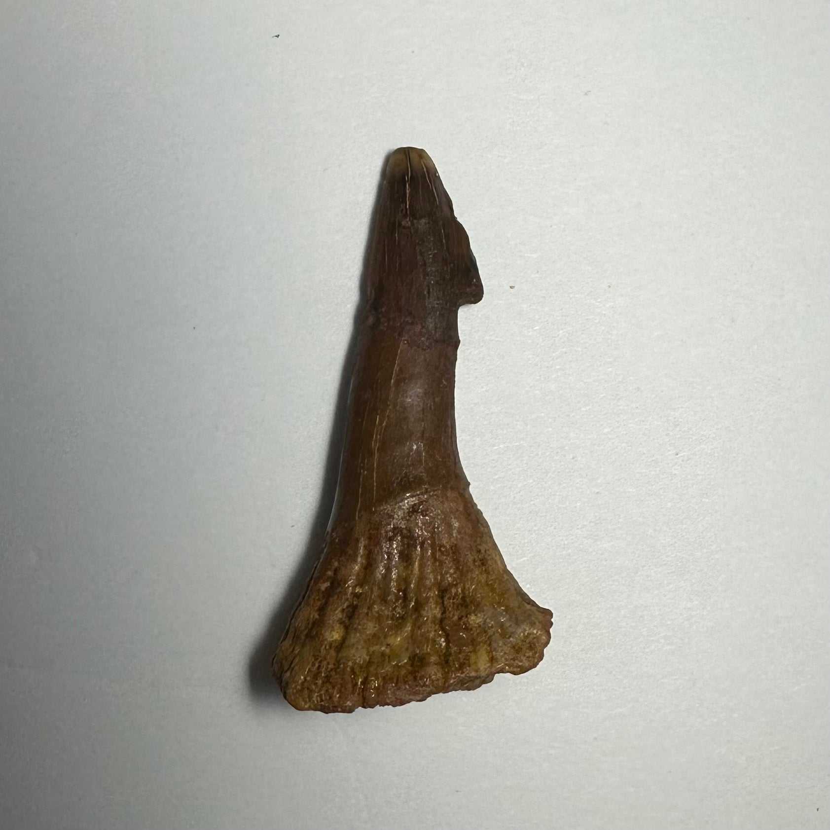 Onchopristis Barb/Tooth (MD)