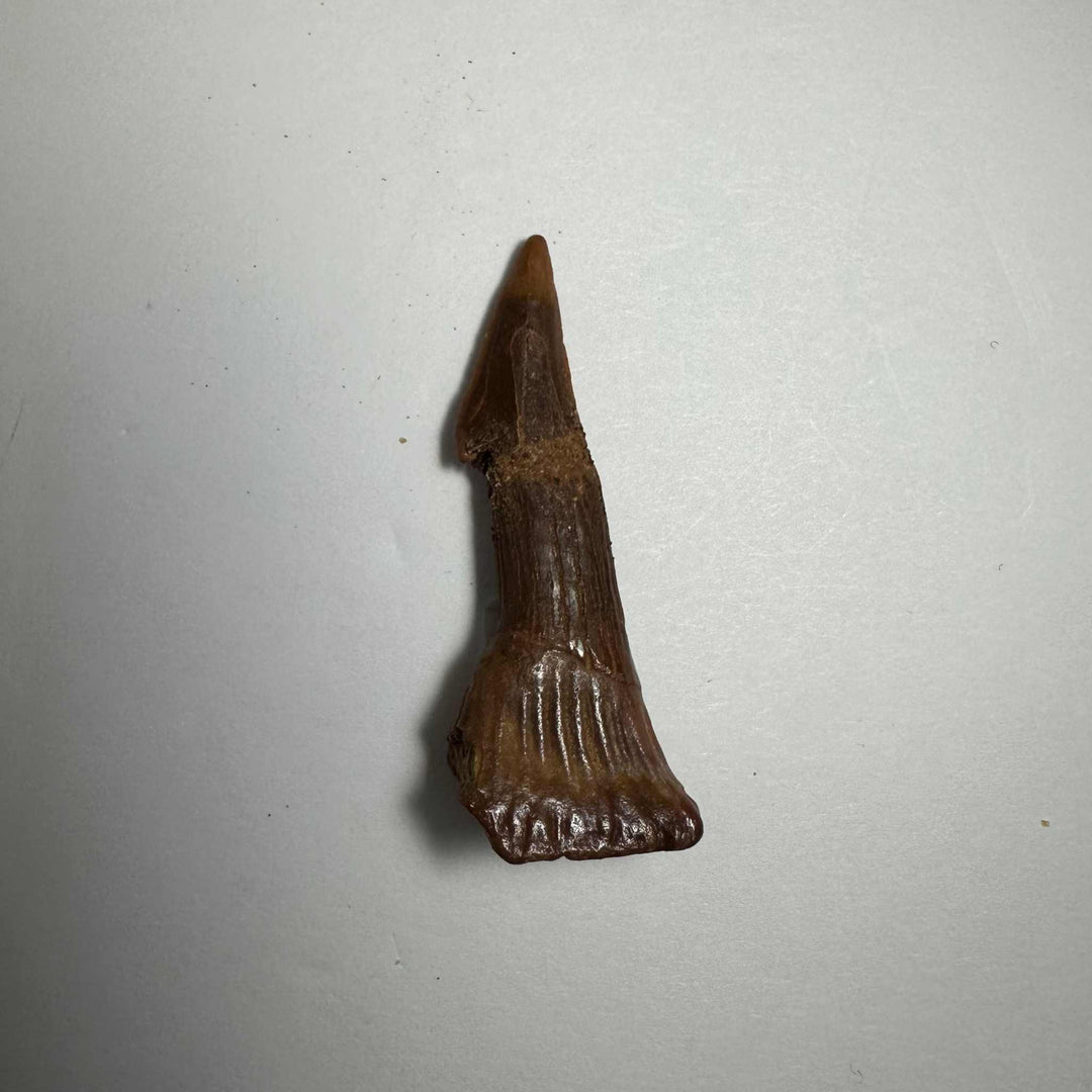 Onchopristis Barb/Tooth (SM) from Morocco
