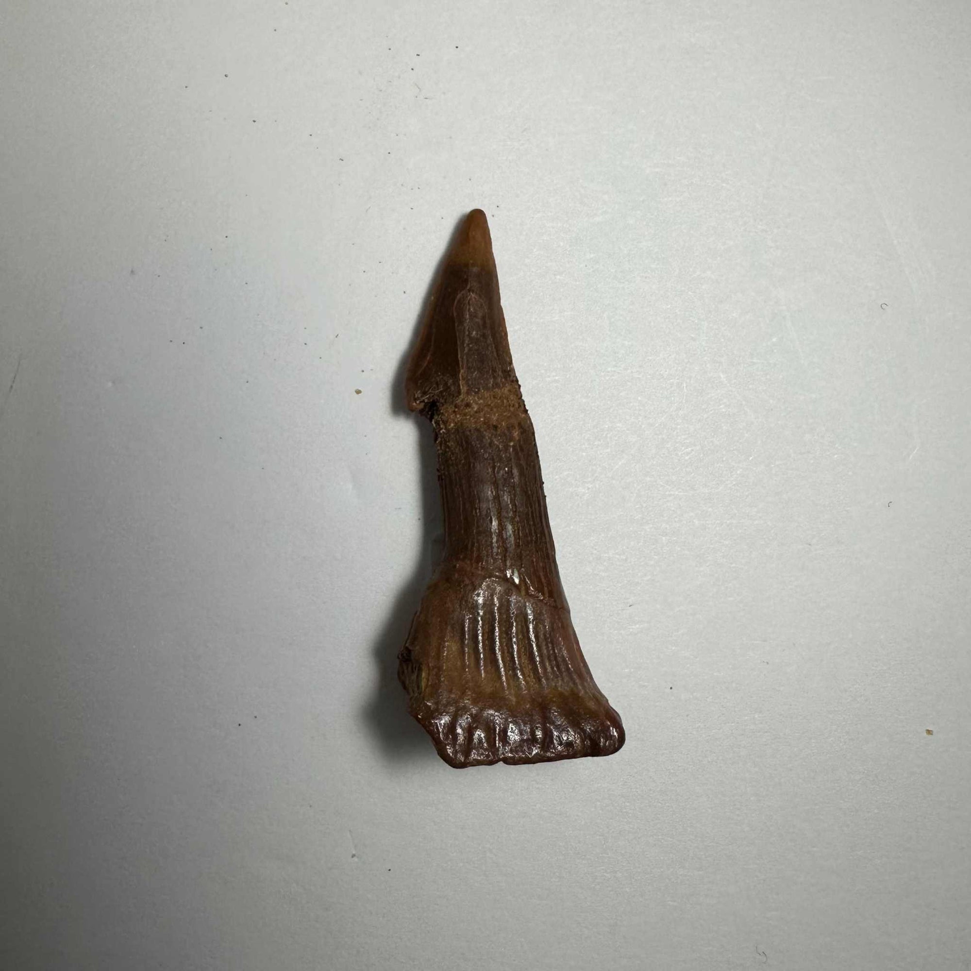 Onchopristis Barb/Tooth (SM) from Morocco