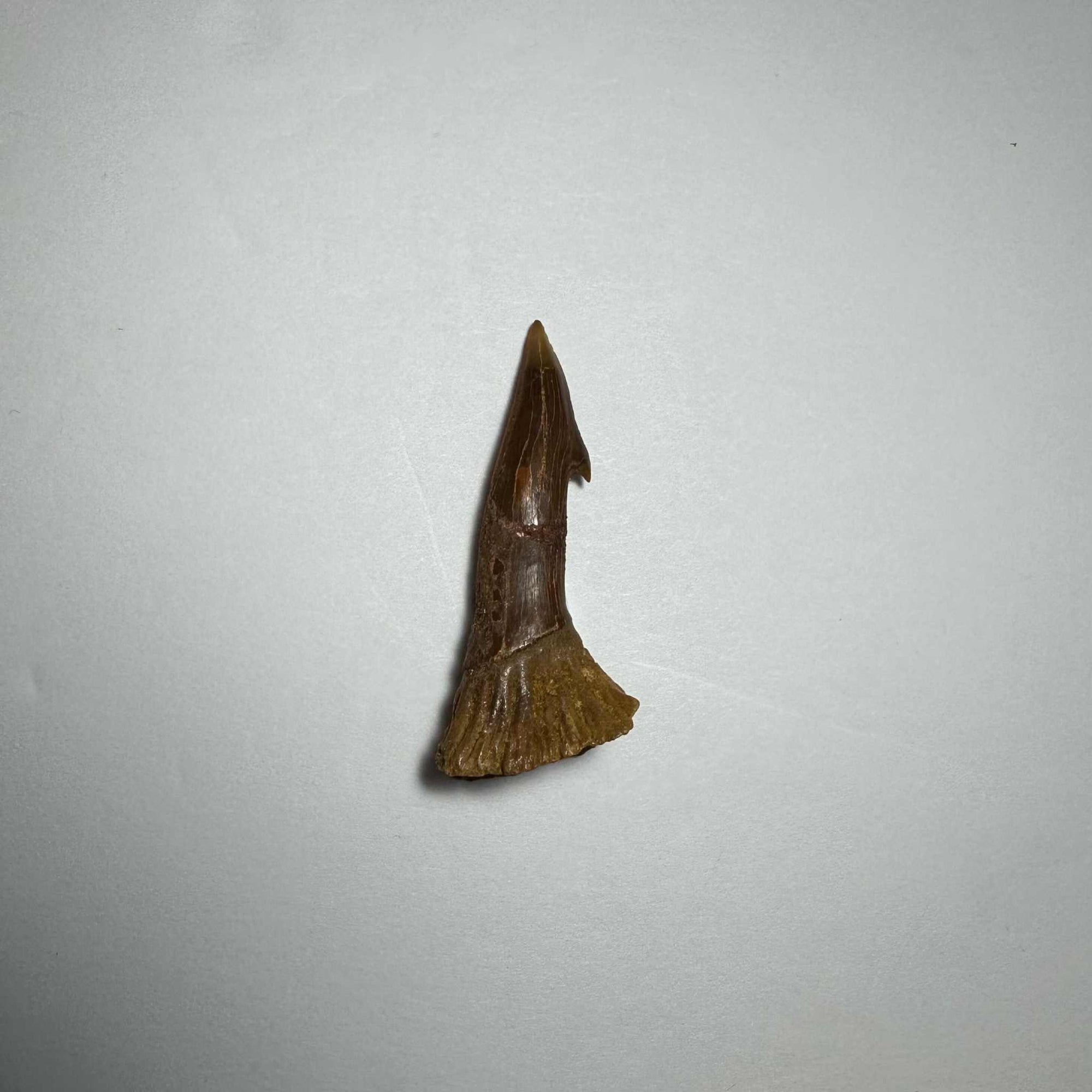 Onchopristis Barb/Tooth (SM) from Morocco