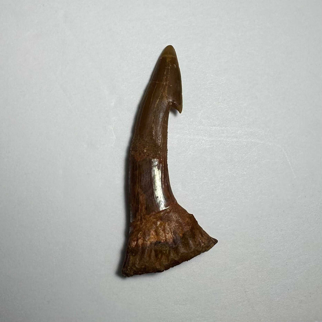 Onchopristis Barb/Tooth (MD)