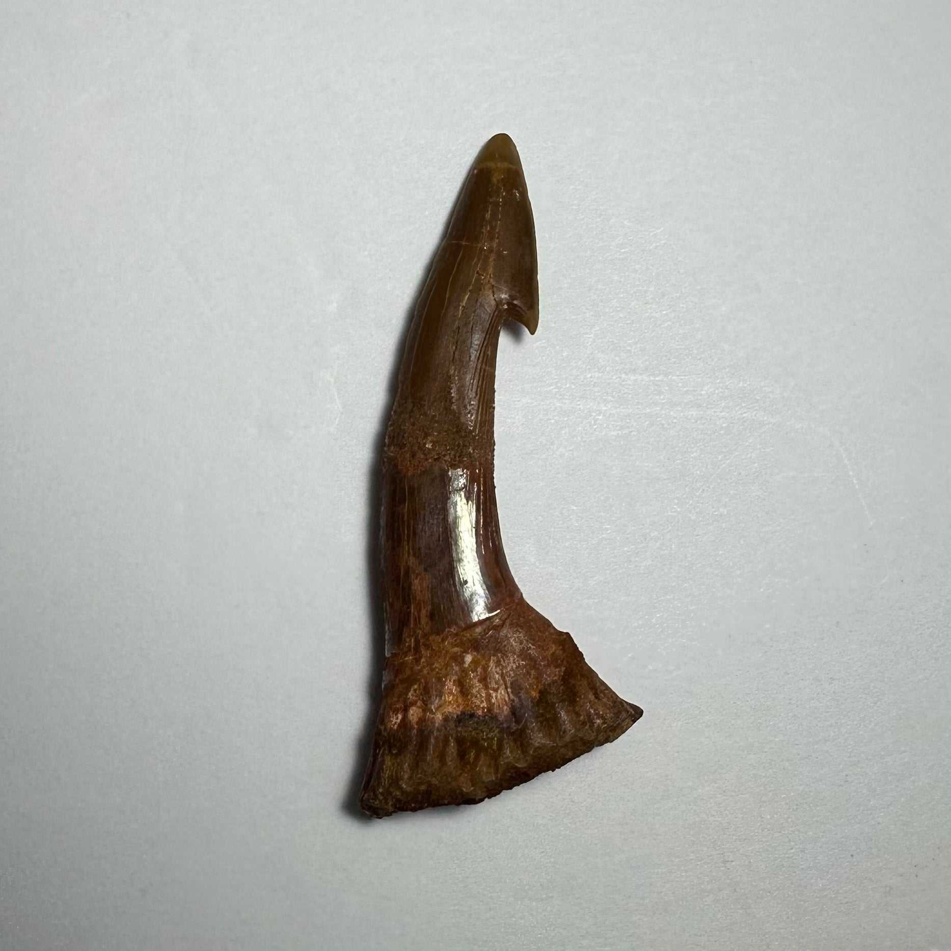 Onchopristis Barb/Tooth (MD)