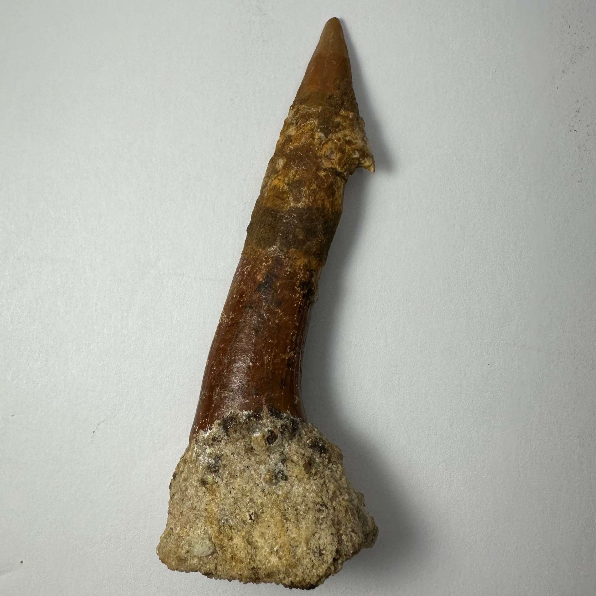 Onchopristis Barb/Tooth (LG) from Morocco