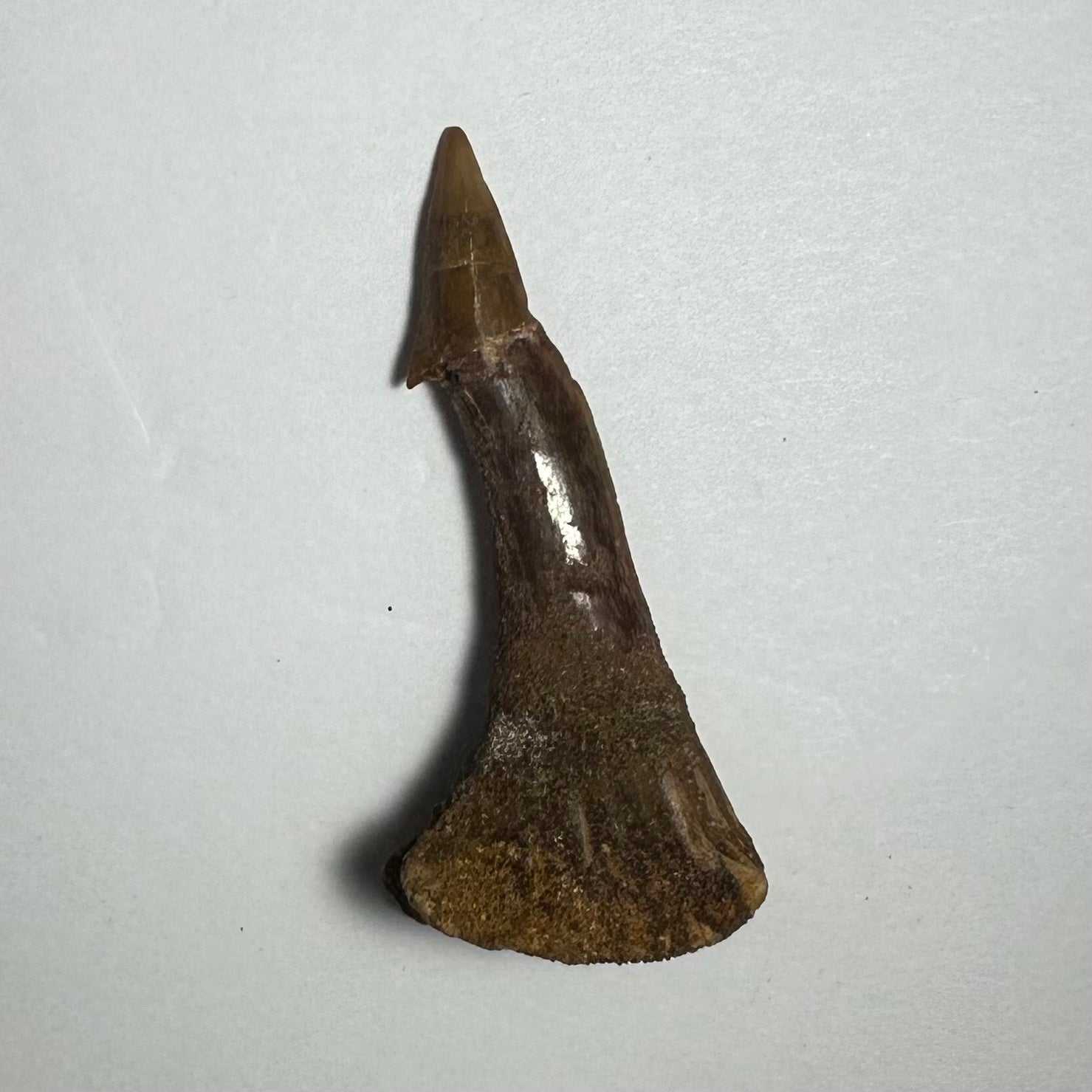 Onchopristis Barb/Tooth (MD)