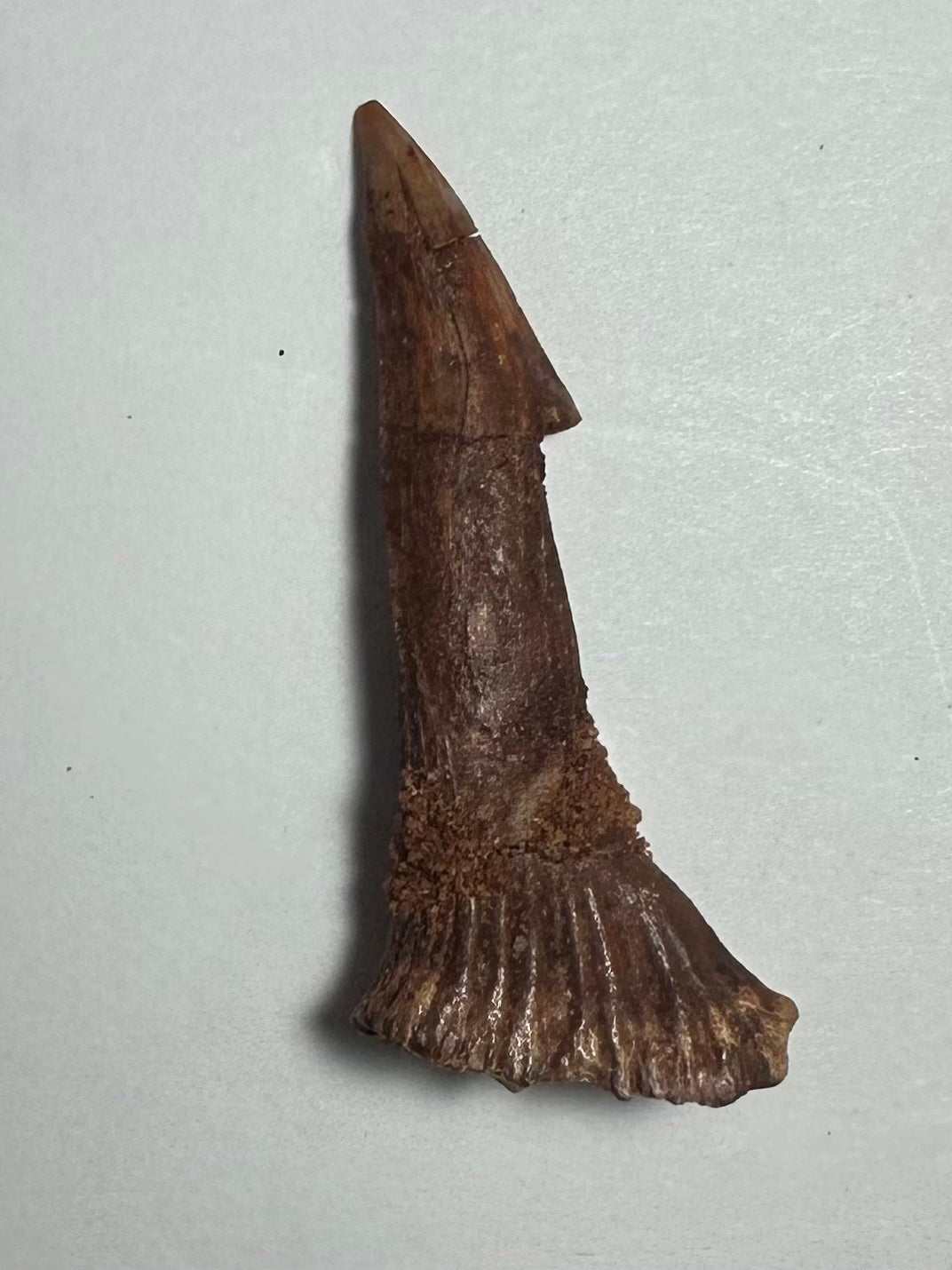 Onchopristis Barb/Tooth (MD)