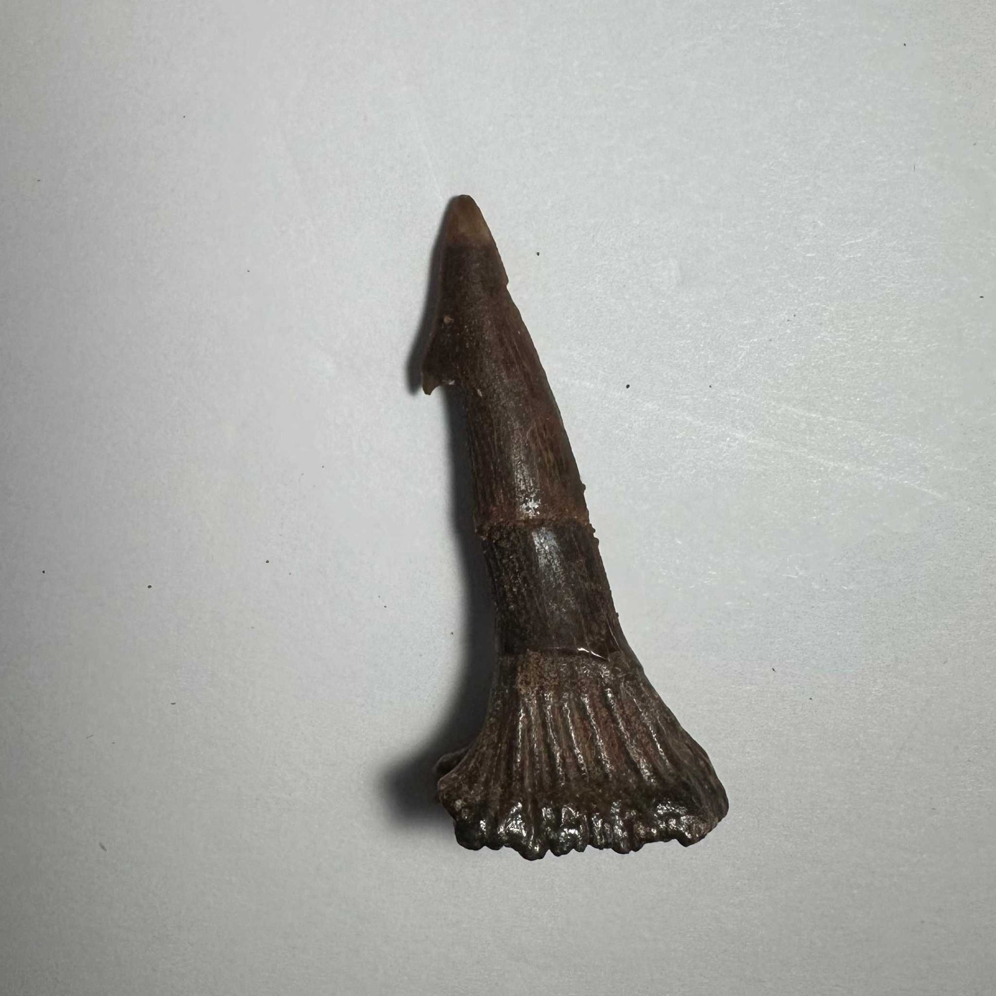 Onchopristis Barb/Tooth (MD)