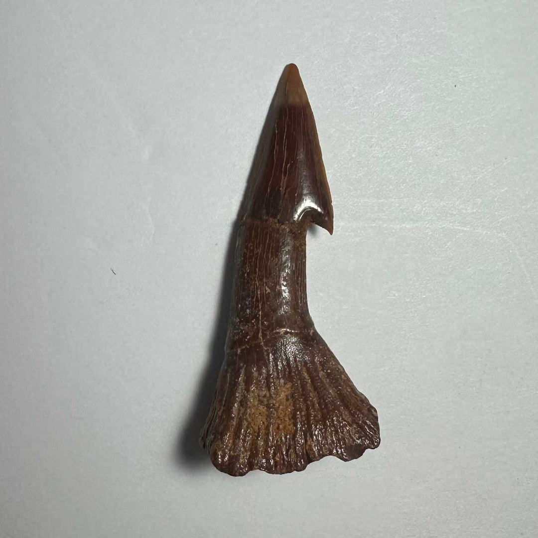 Onchopristis Barb/Tooth (MD)