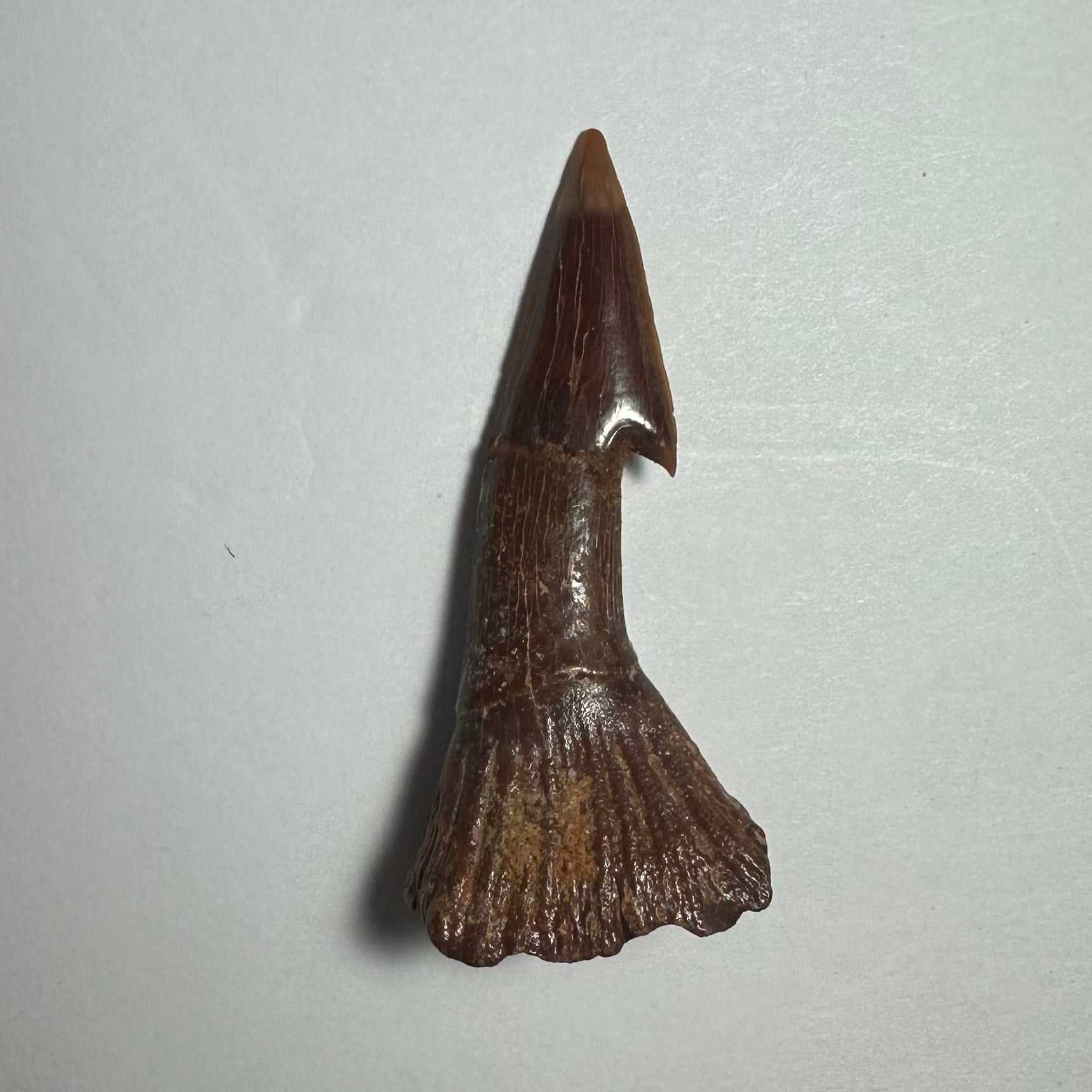 Onchopristis Barb/Tooth (MD)