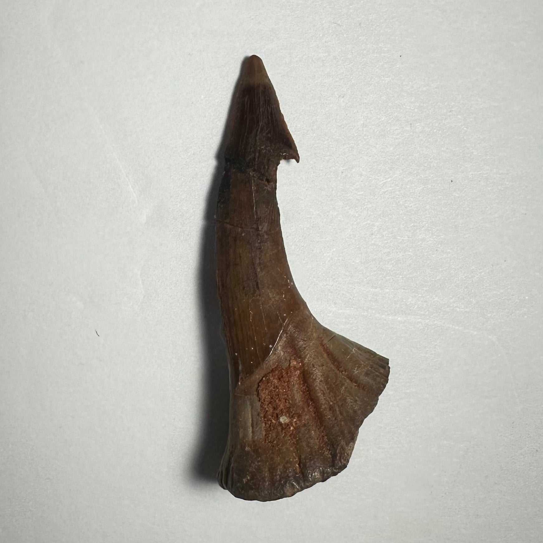 Onchopristis Barb/Tooth (MD)