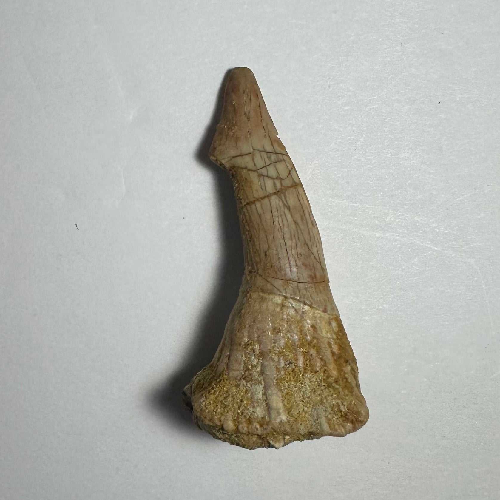 Onchopristis Barb/Tooth (MD)