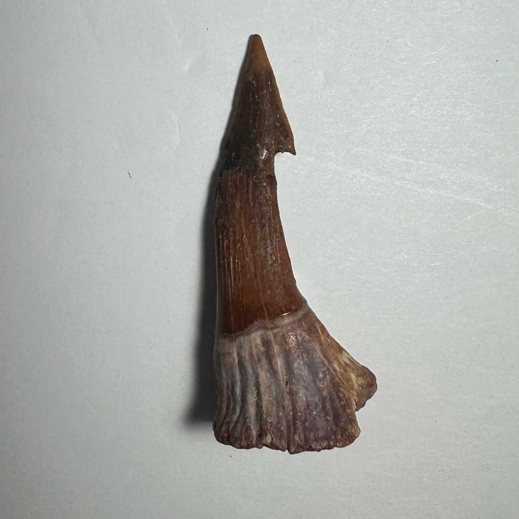 Onchopristis Barb/Tooth (MD)