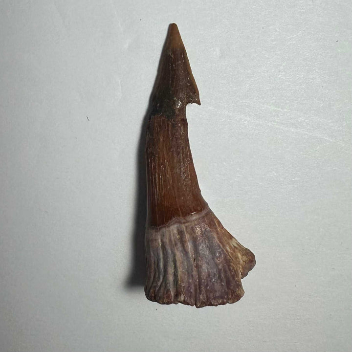 Onchopristis Barb/Tooth (MD)