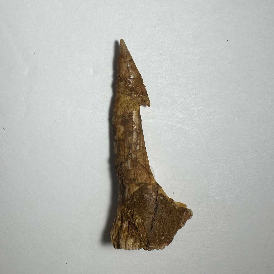 Onchopristis Barb/Tooth (MD)