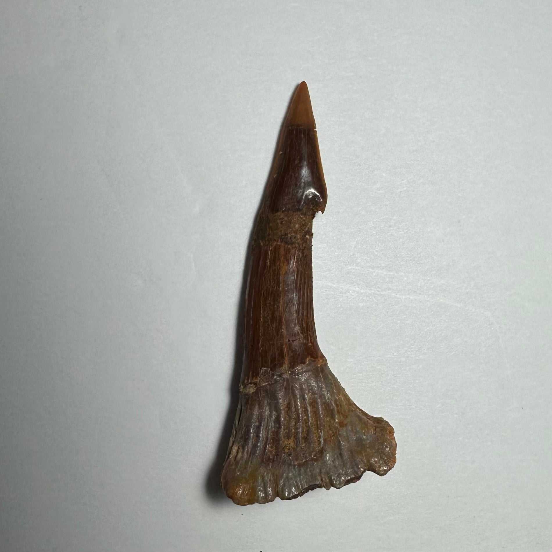 Onchopristis Barb/Tooth (MD)