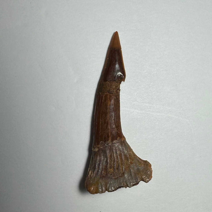 Onchopristis Barb/Tooth (MD)