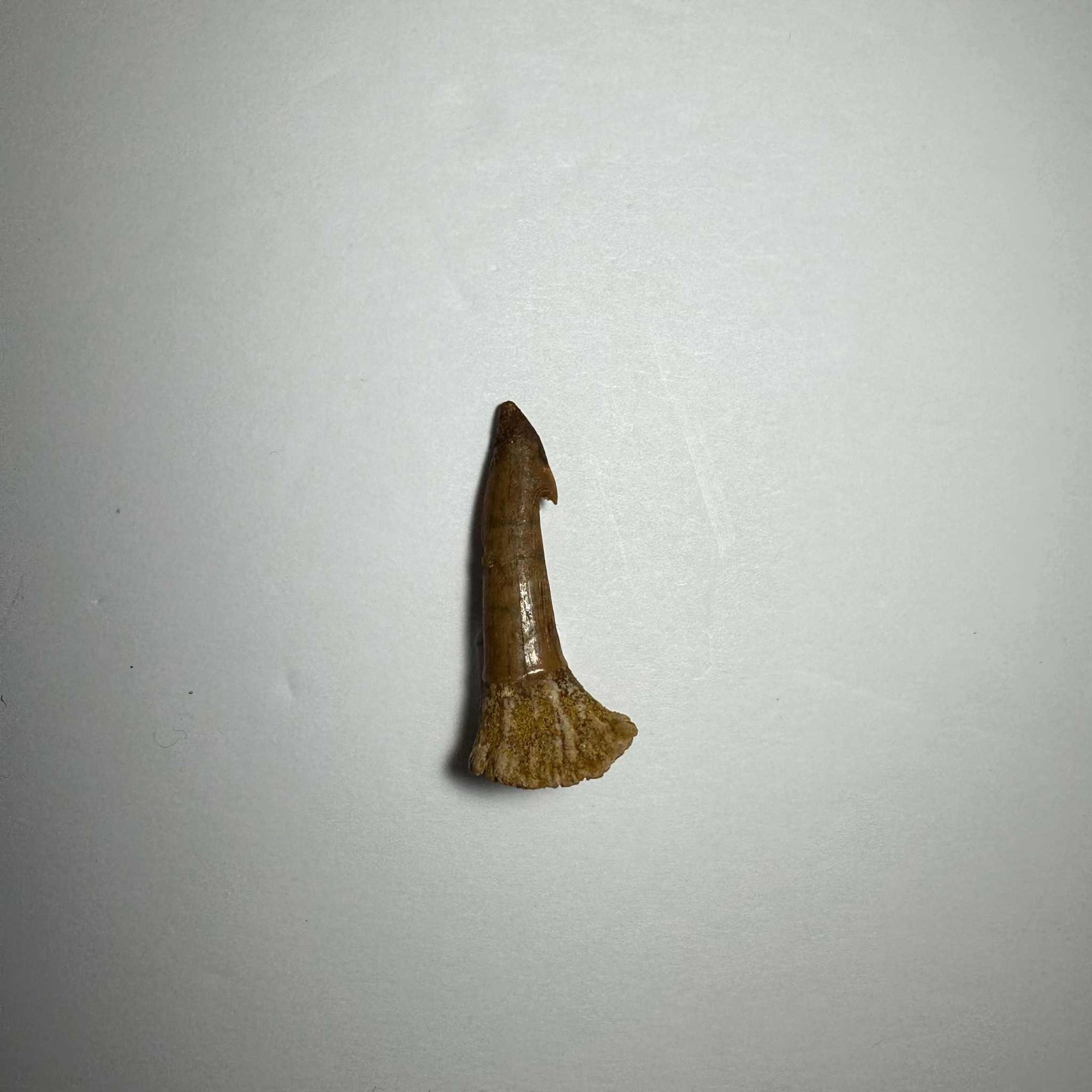 Onchopristis Barb/Tooth (SM) from Morocco