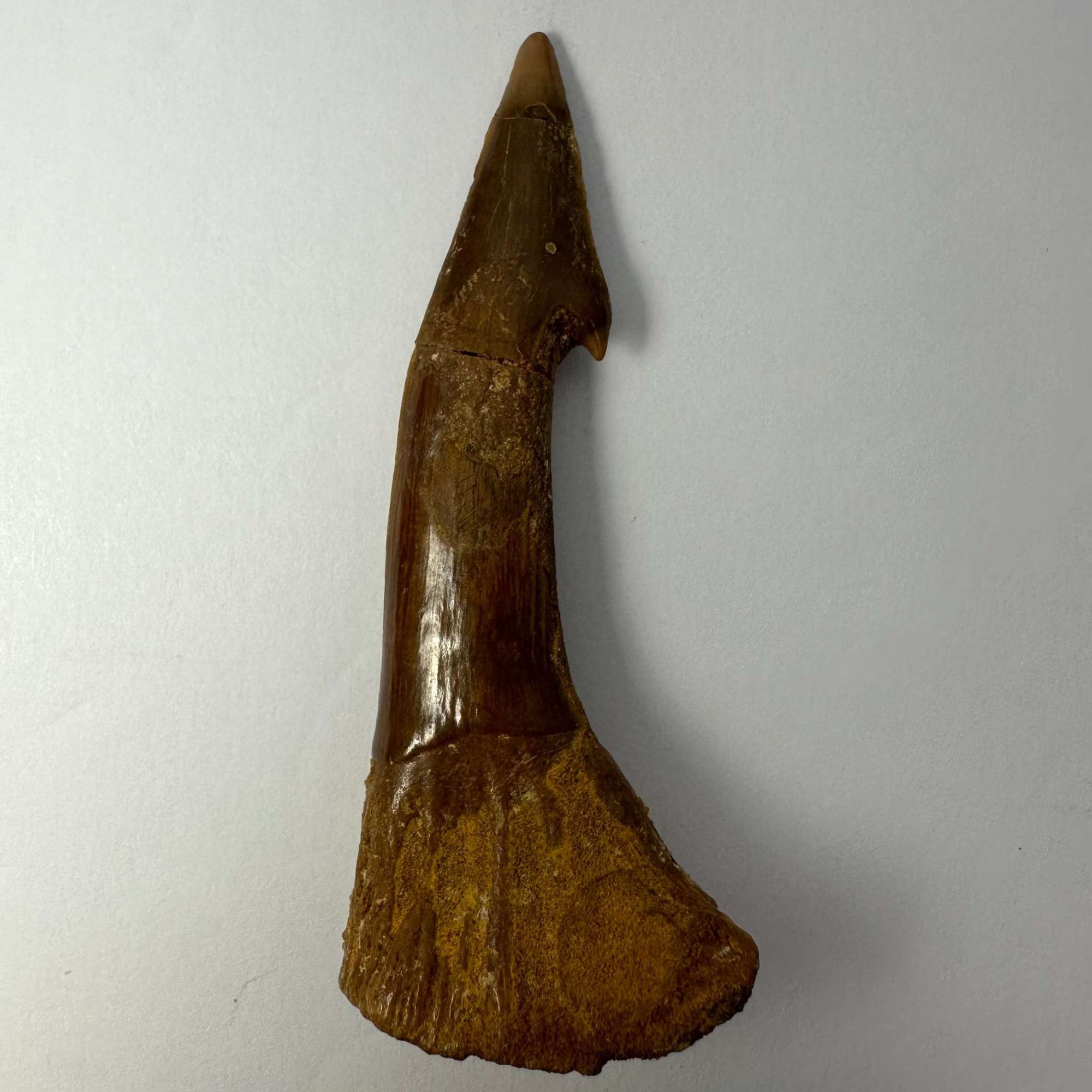 Onchopristis Barb/Tooth (LG) from Morocco