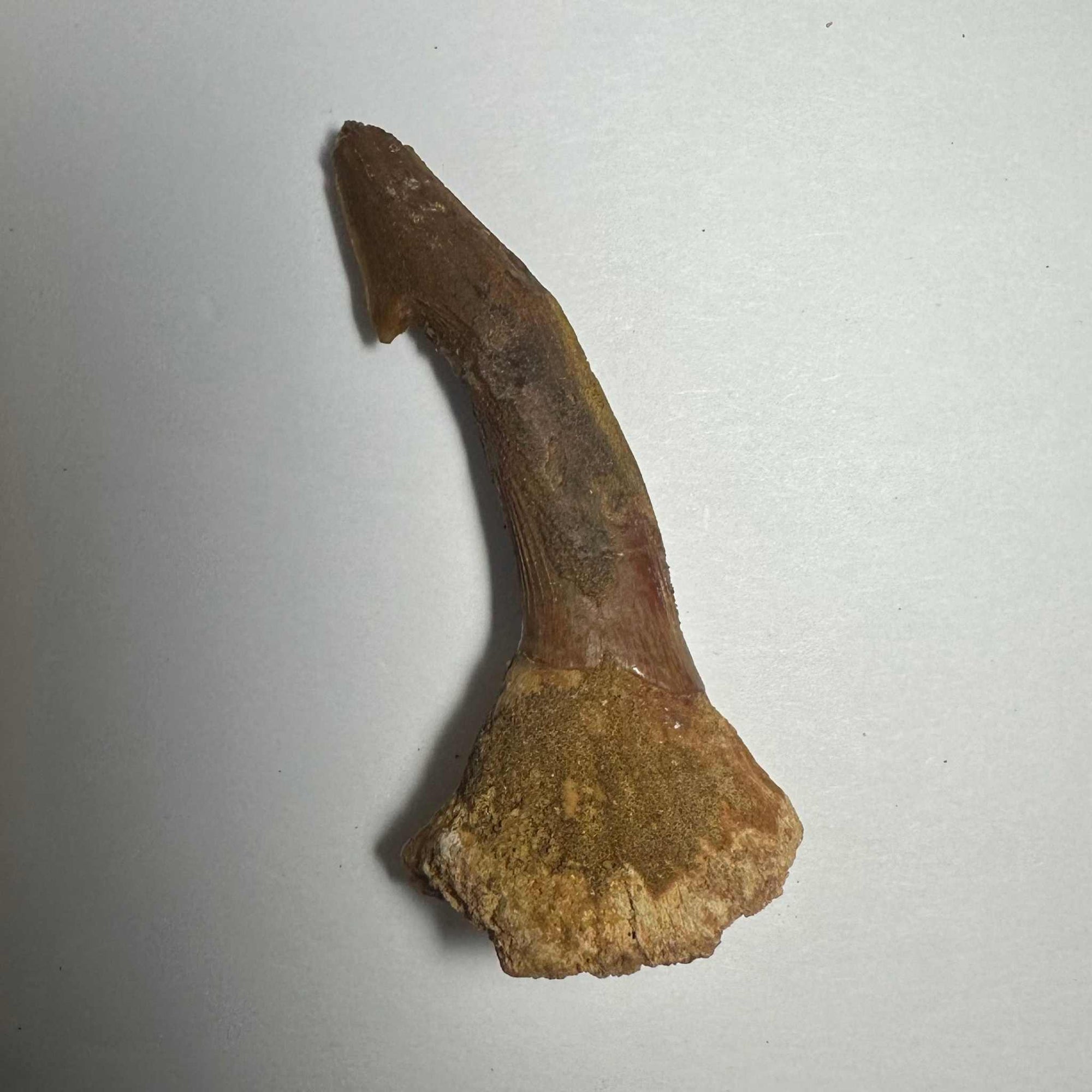 Onchopristis Barb/Tooth (MD)