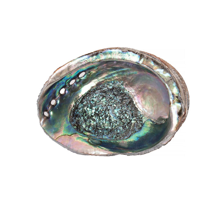 Mexican Abalone Shell, 5 - 6 Inches