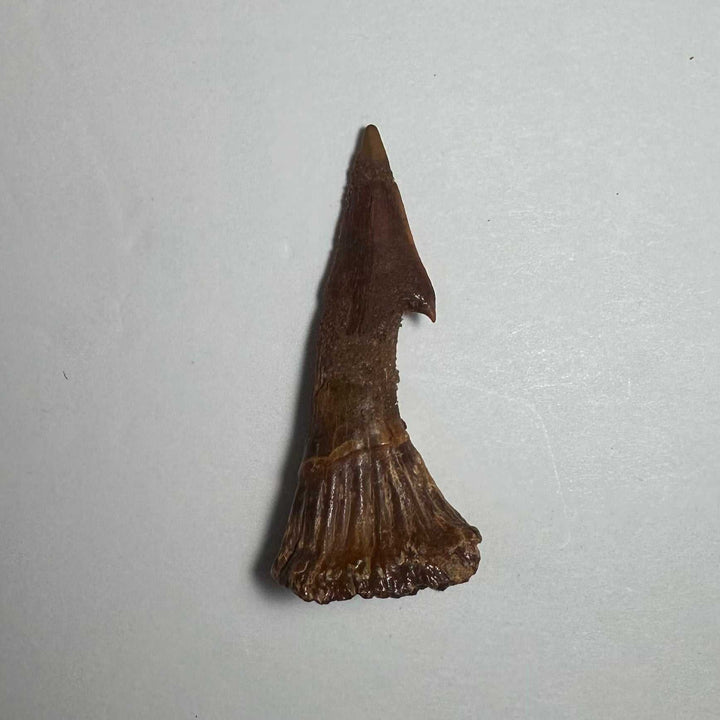 Onchopristis Barb/Tooth (MD)