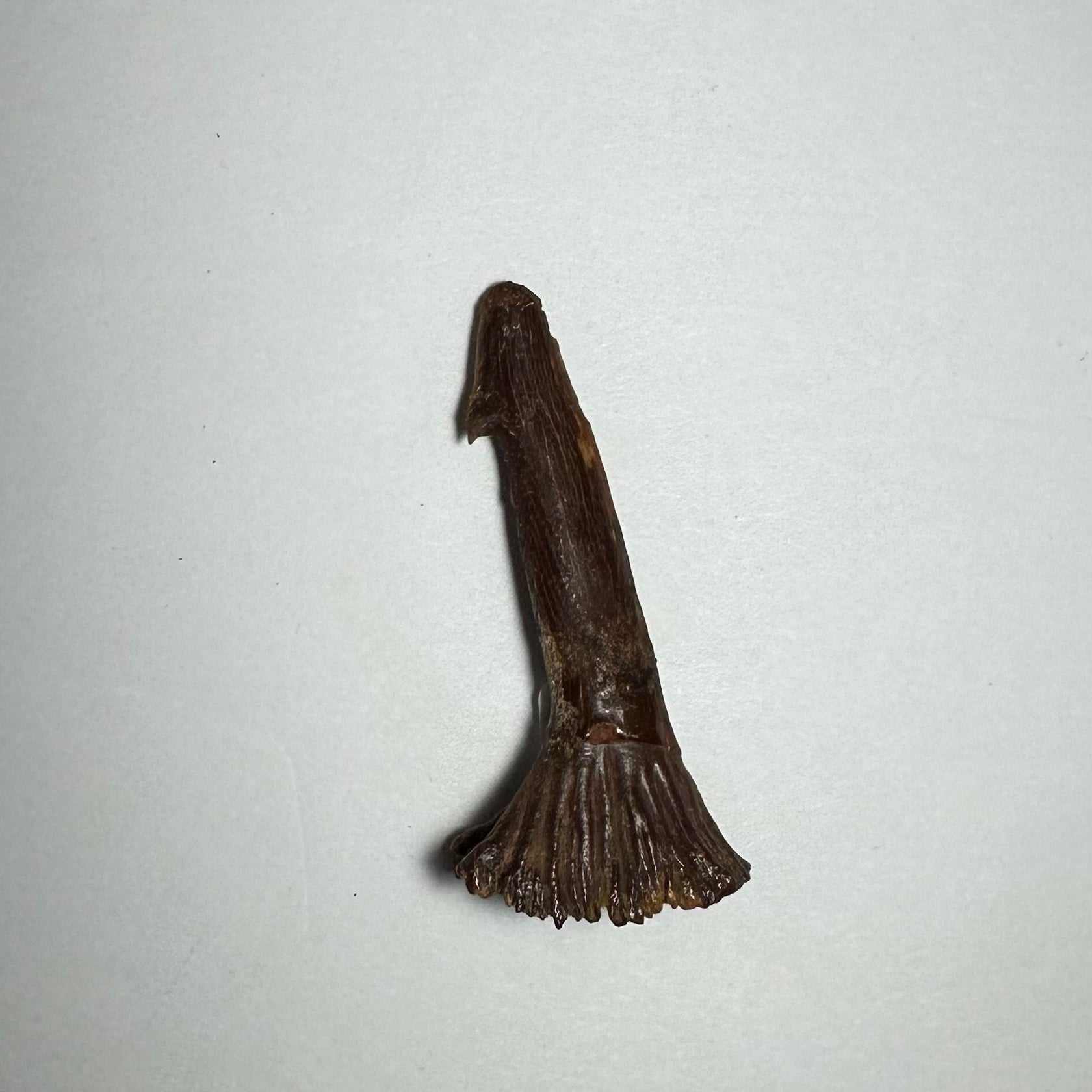 Onchopristis Barb/Tooth (MD)