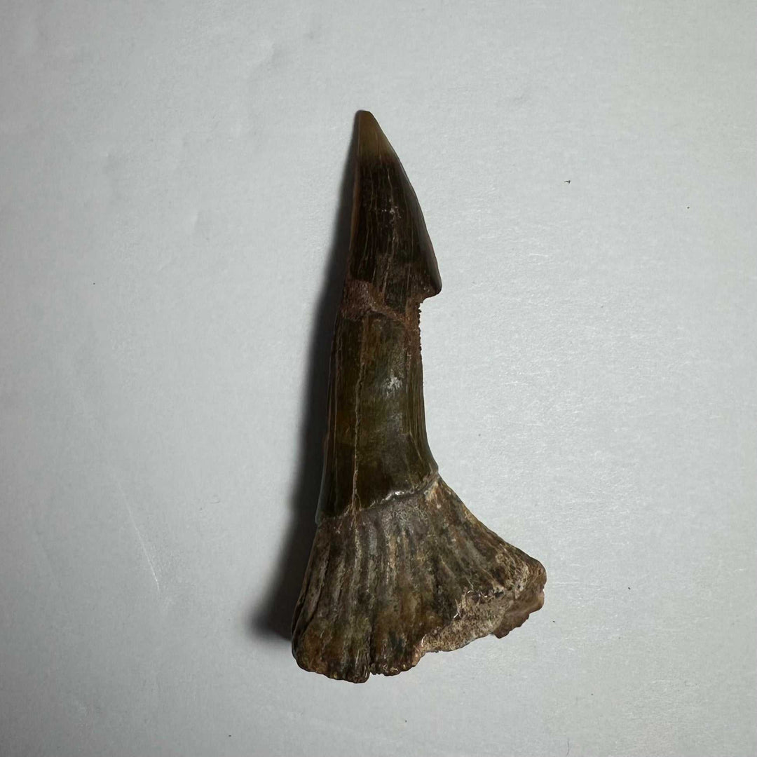 Onchopristis Barb/Tooth (MD)