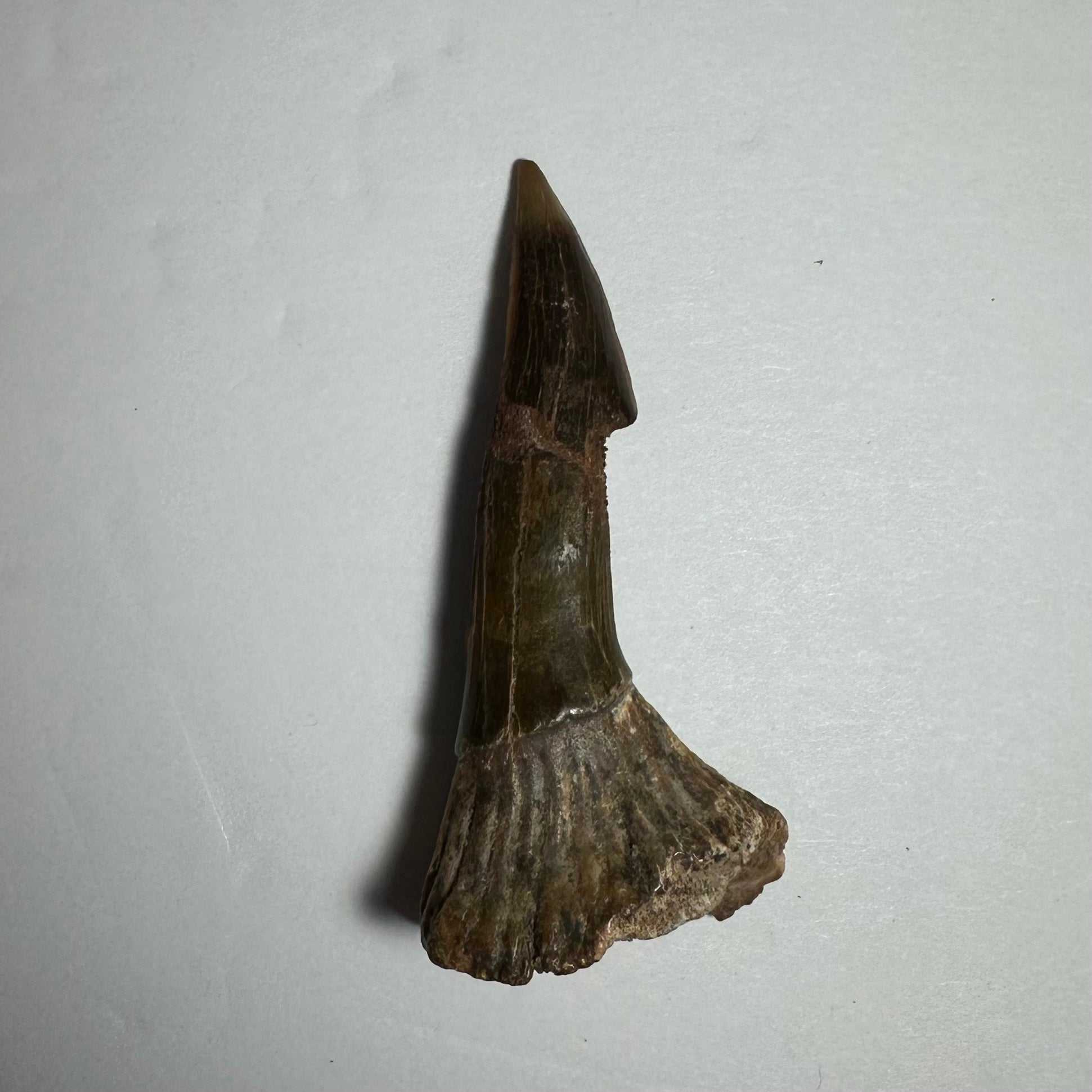 Onchopristis Barb/Tooth (MD)