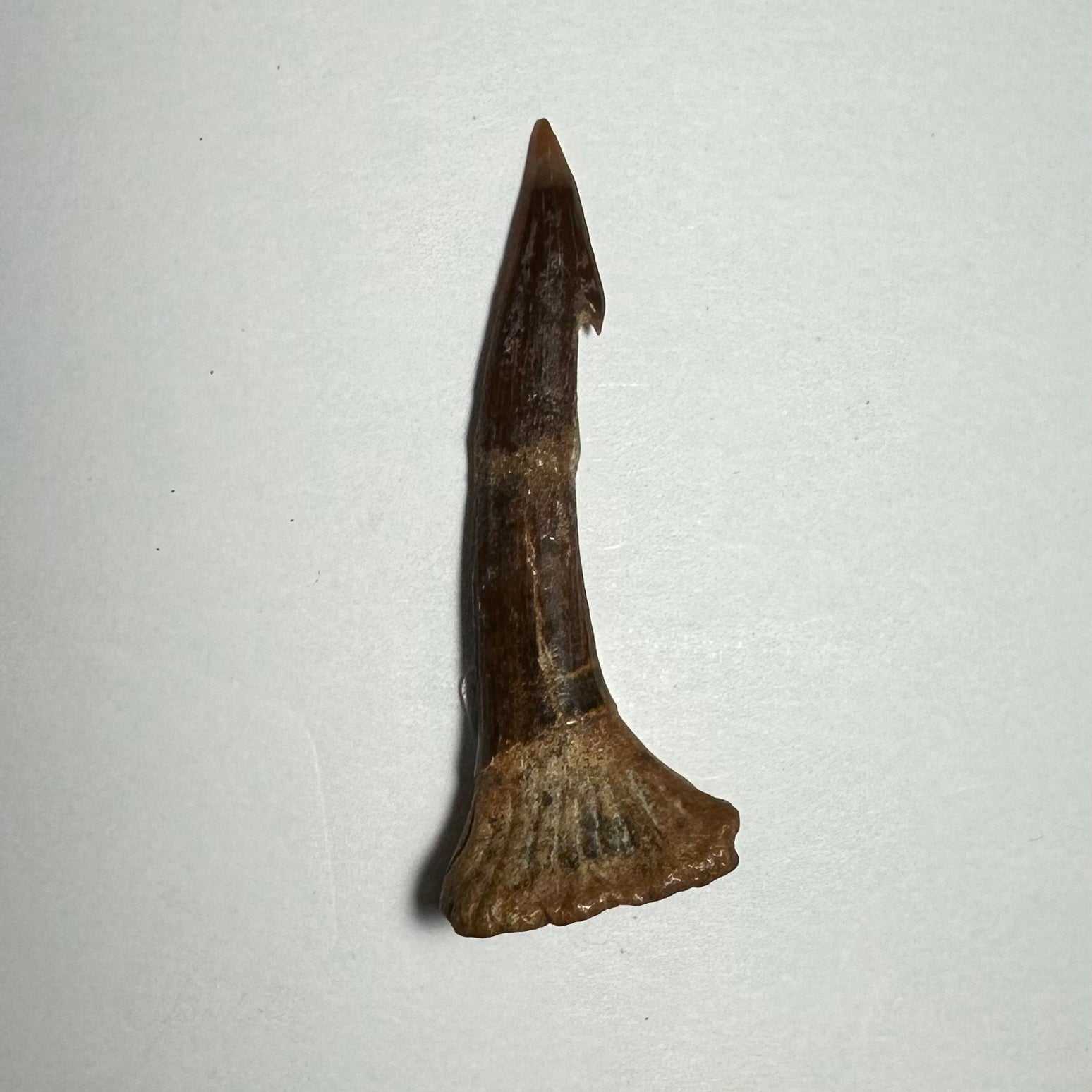 Onchopristis Barb/Tooth (MD)