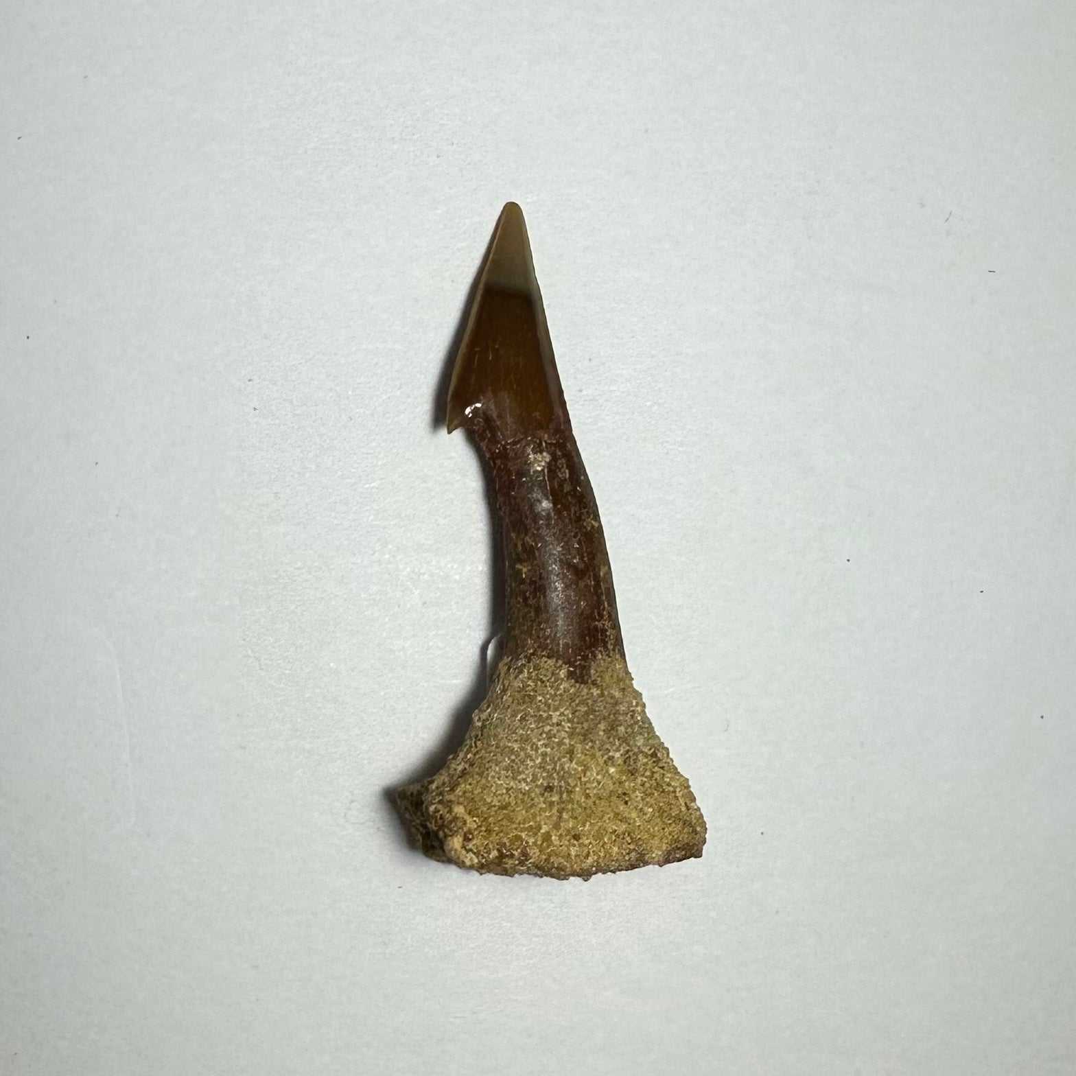 Onchopristis Barb/Tooth (MD)