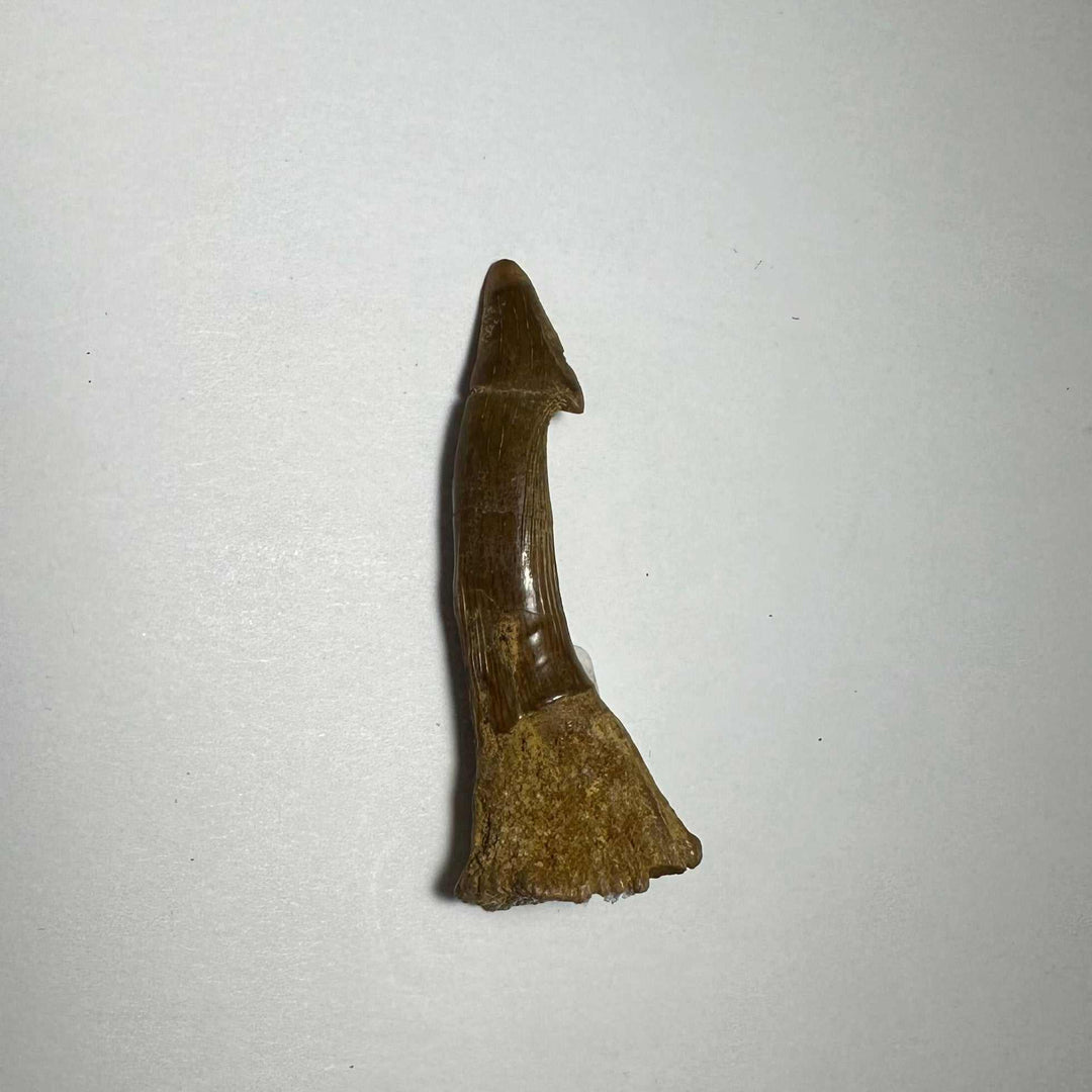 Onchopristis Barb/Tooth (MD)