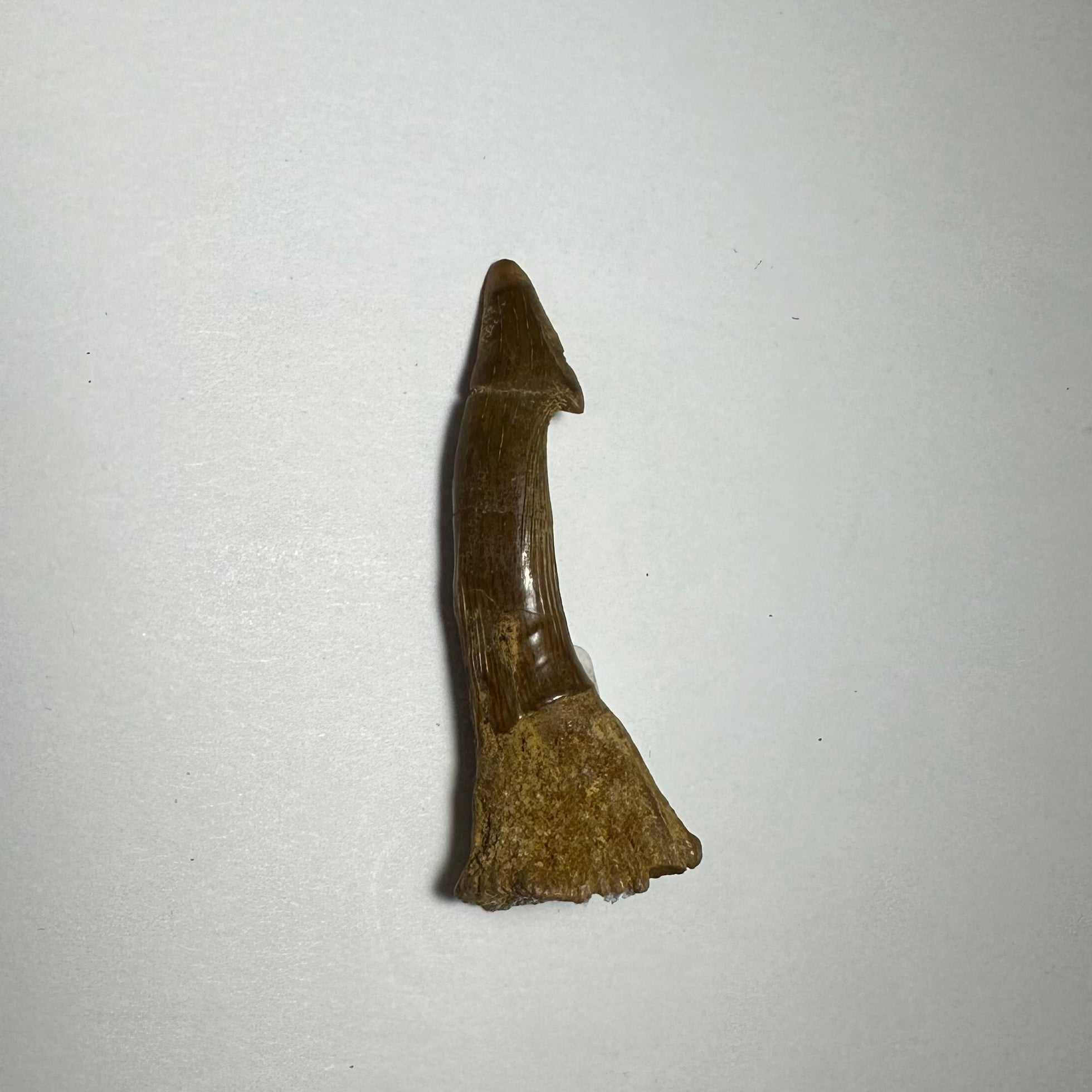 Onchopristis Barb/Tooth (MD)