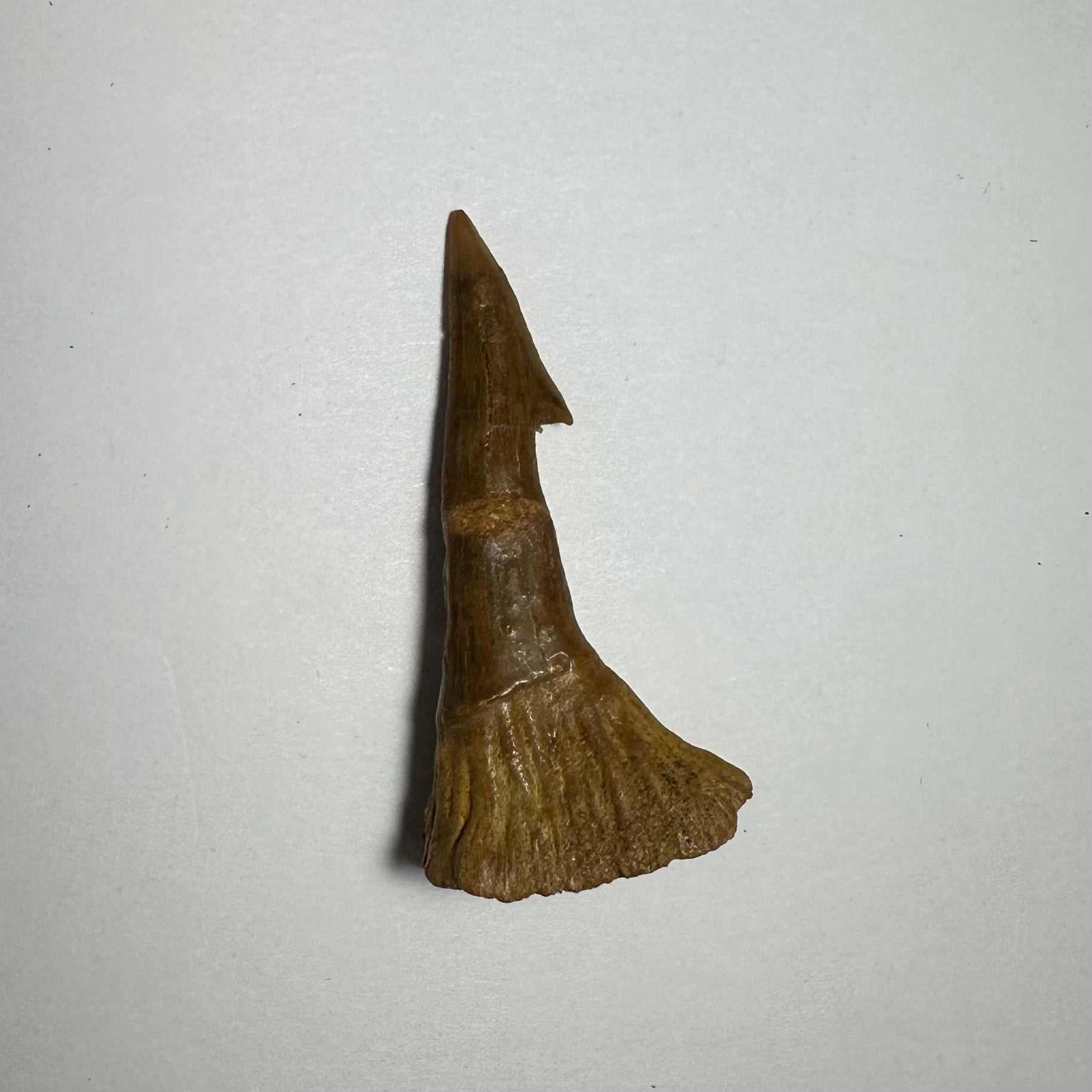 Onchopristis Barb/Tooth (MD)